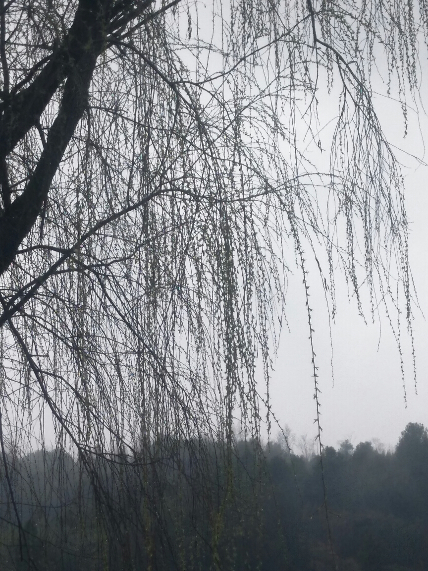 青堤岸上烟雨柳
