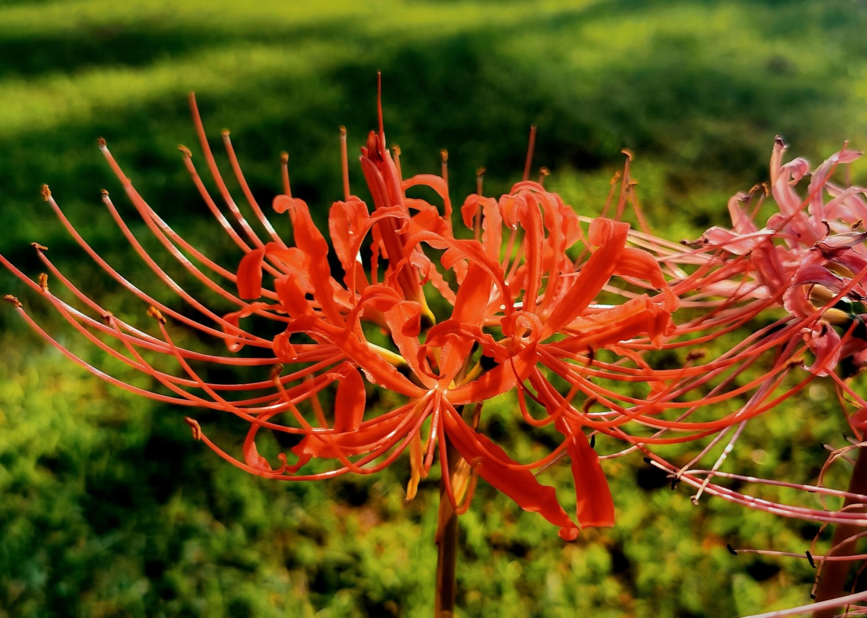 【西窗剪烛】诗词合集(第1030集)之——《妖艳的彼岸花》【原创首发】