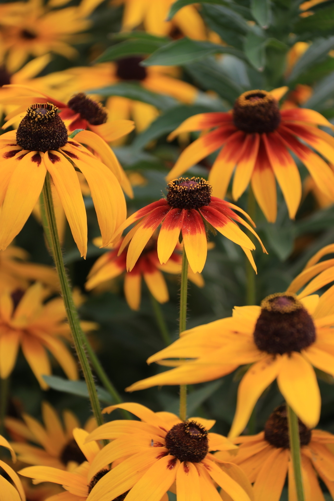 【首发】黑心金光菊4