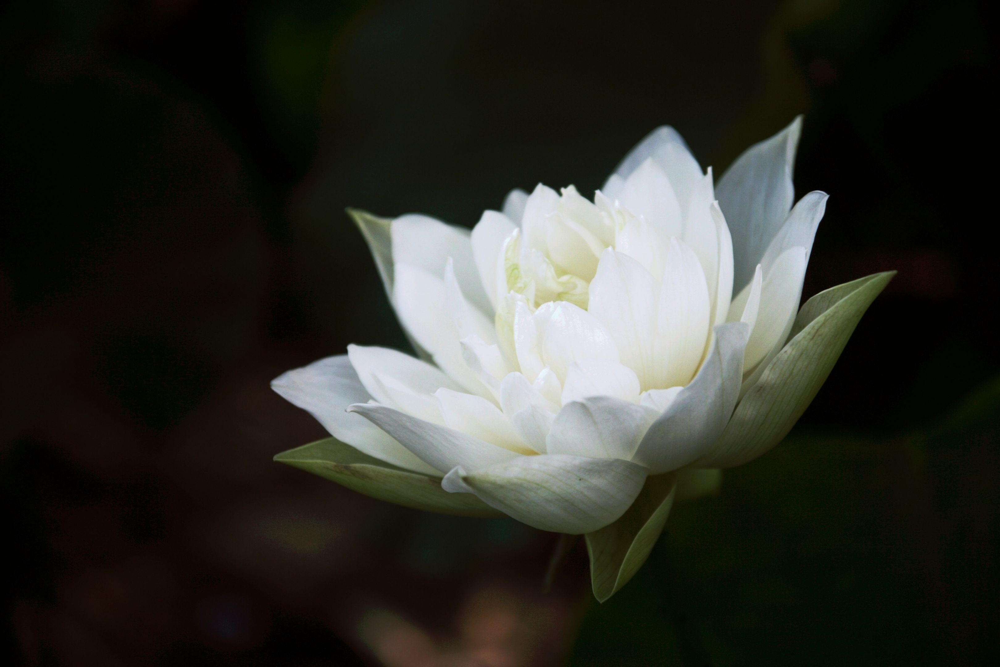 【首发】心似莲花开(24)