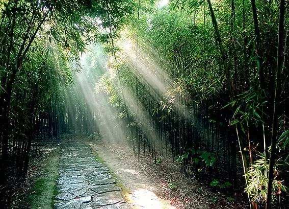 雨后》78杭州知府雨后入高林,花眠夜已深.清风吹玉叶,声响美如琴.