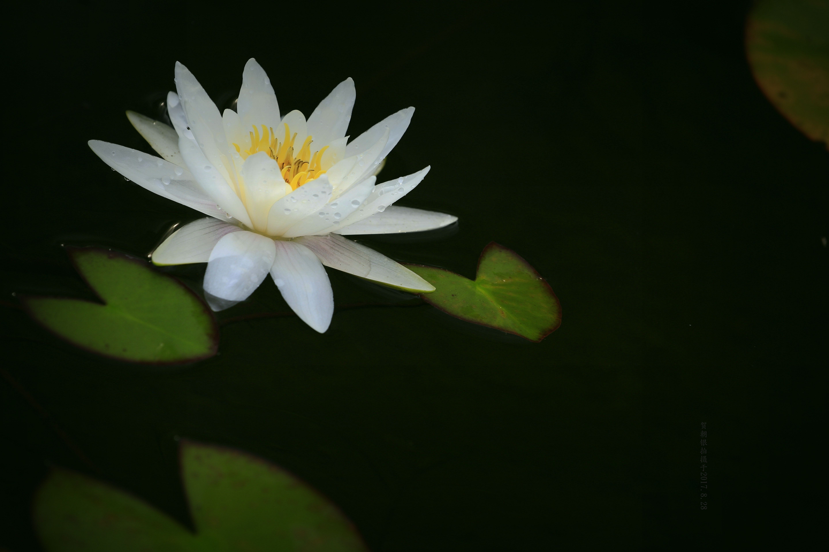 佛教最美白色莲花图片图片