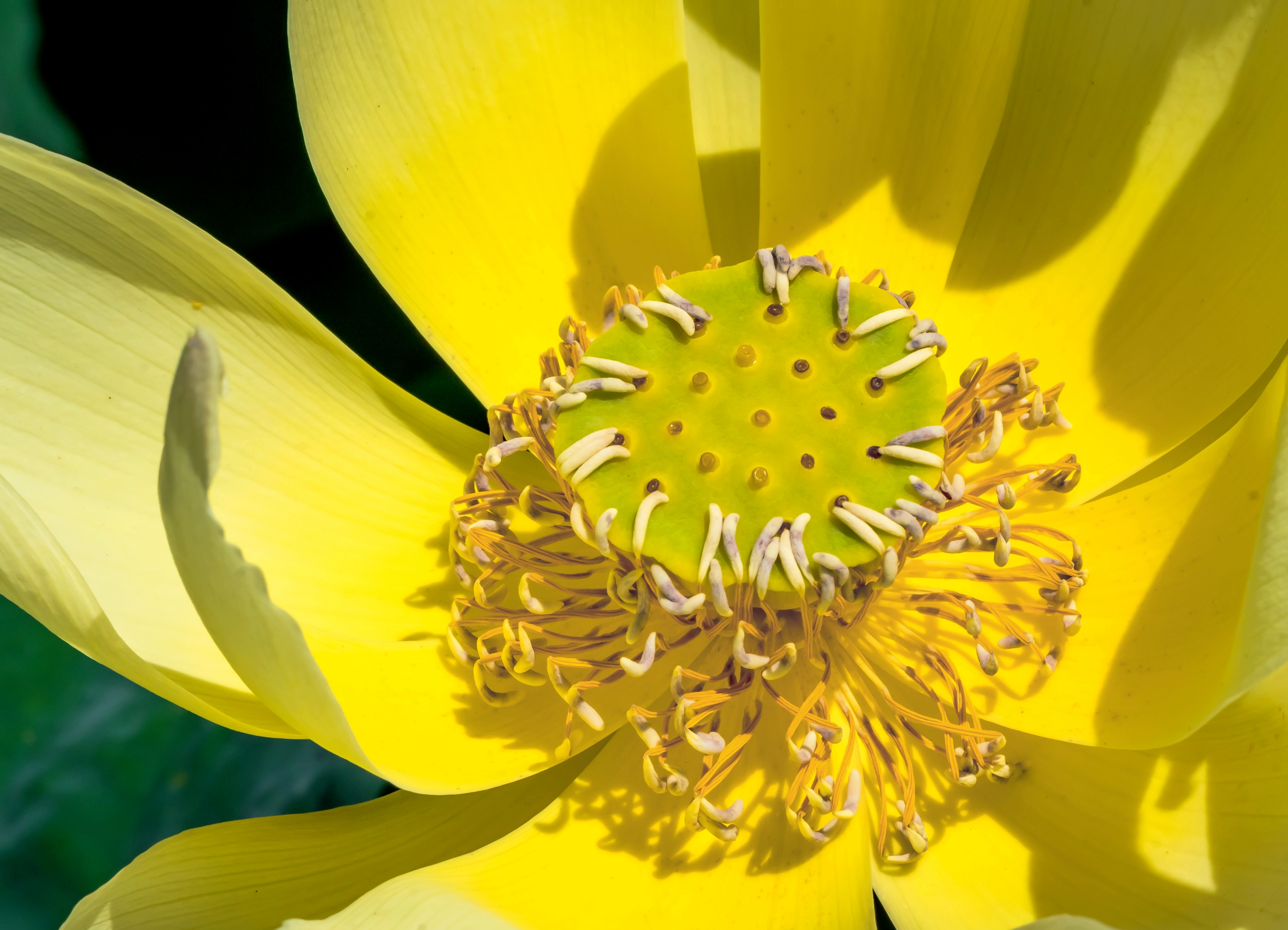 映日荷花别样红— 独此一色"黄舞飞"【摄影首发】