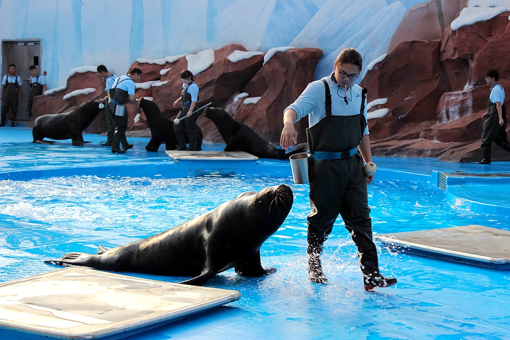 海狮饲养员图片