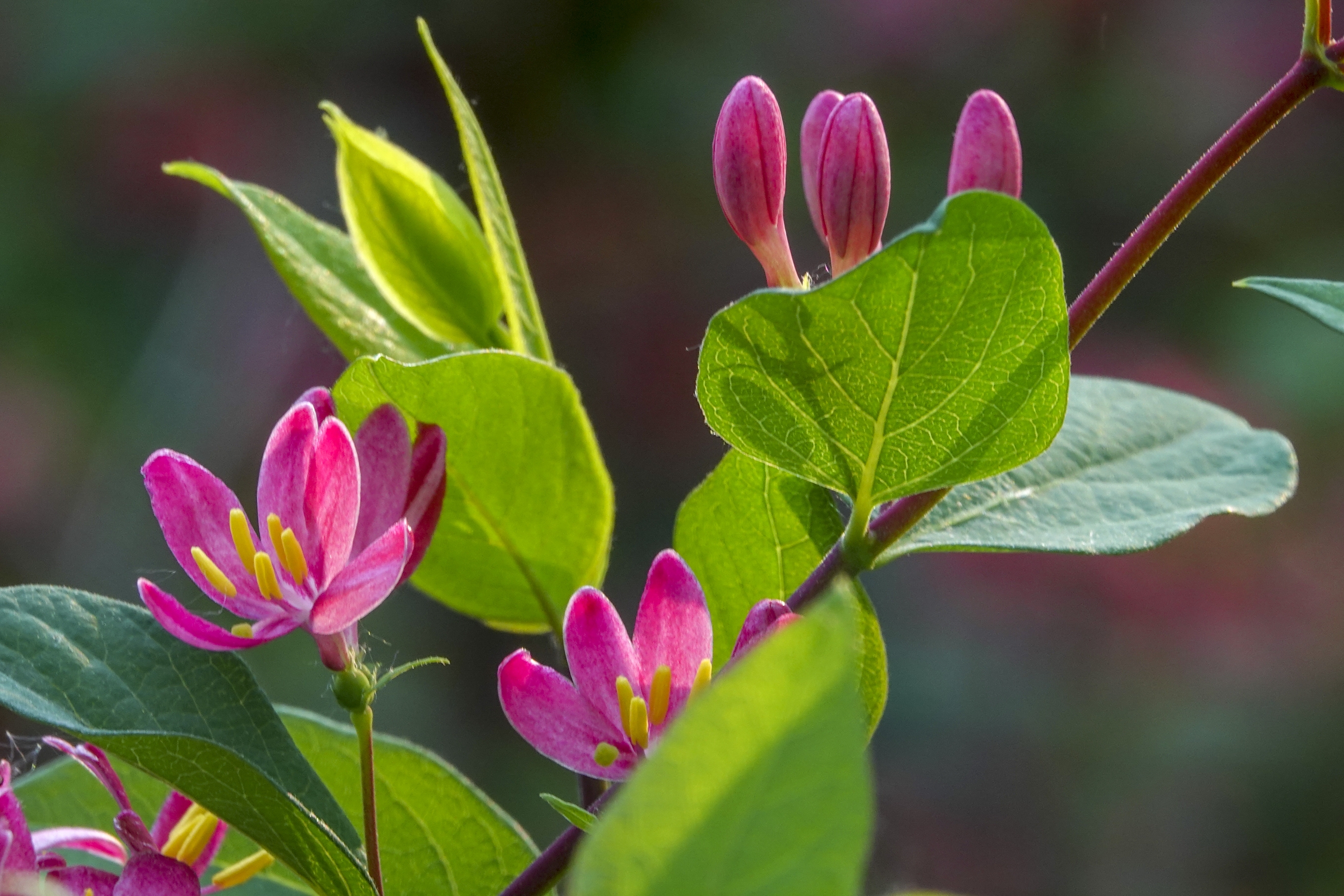 红花忍冬【vv首发】