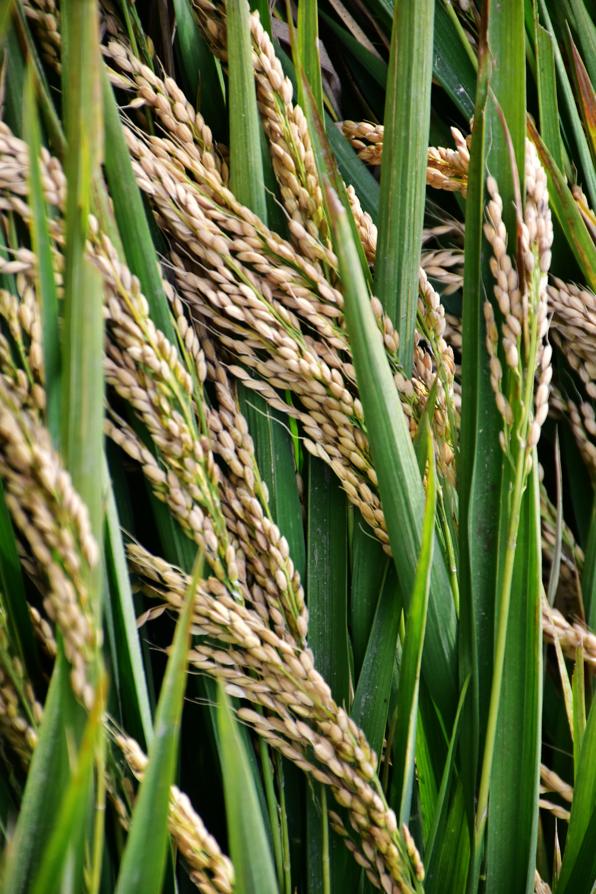 金色稻田稻花香