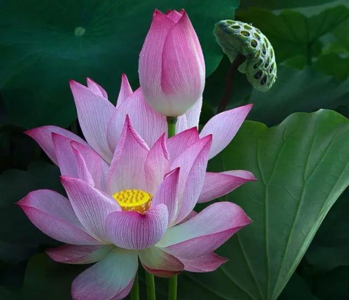 圣洁之花---莲花.