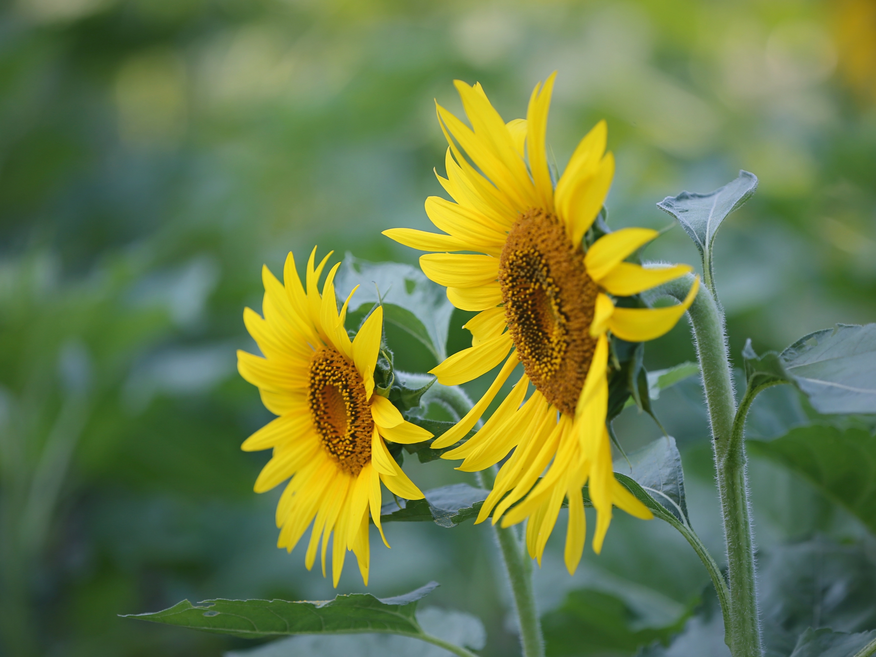 《柔光下之向日葵花》