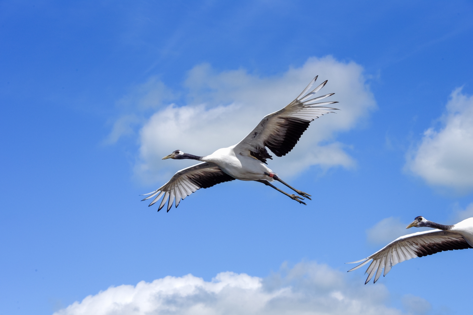 片芦苇坡 你可曾听说 有一位女孩 她留下一首歌 为何片片白云悄悄落泪