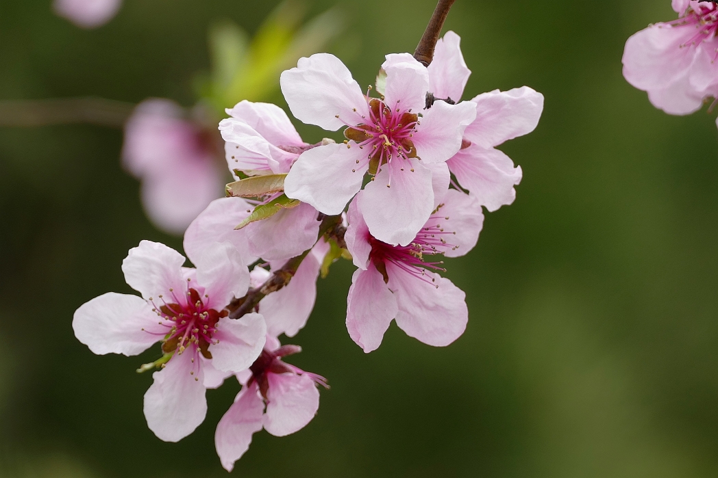 深春四月,姹紫嫣红花满枝,绿柳烟波万木青.