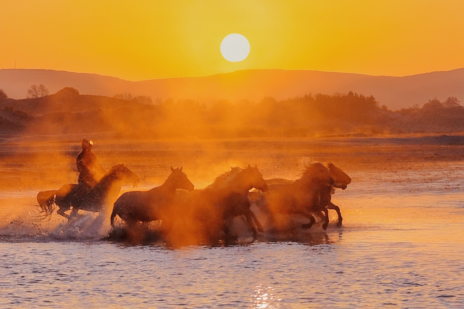 骏马奔腾浴朝阳