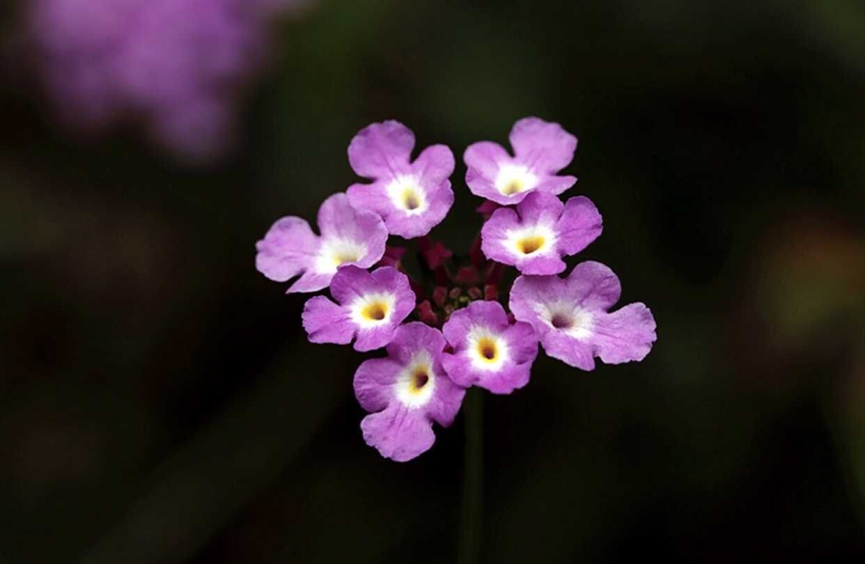 [首发]紫色马缨丹