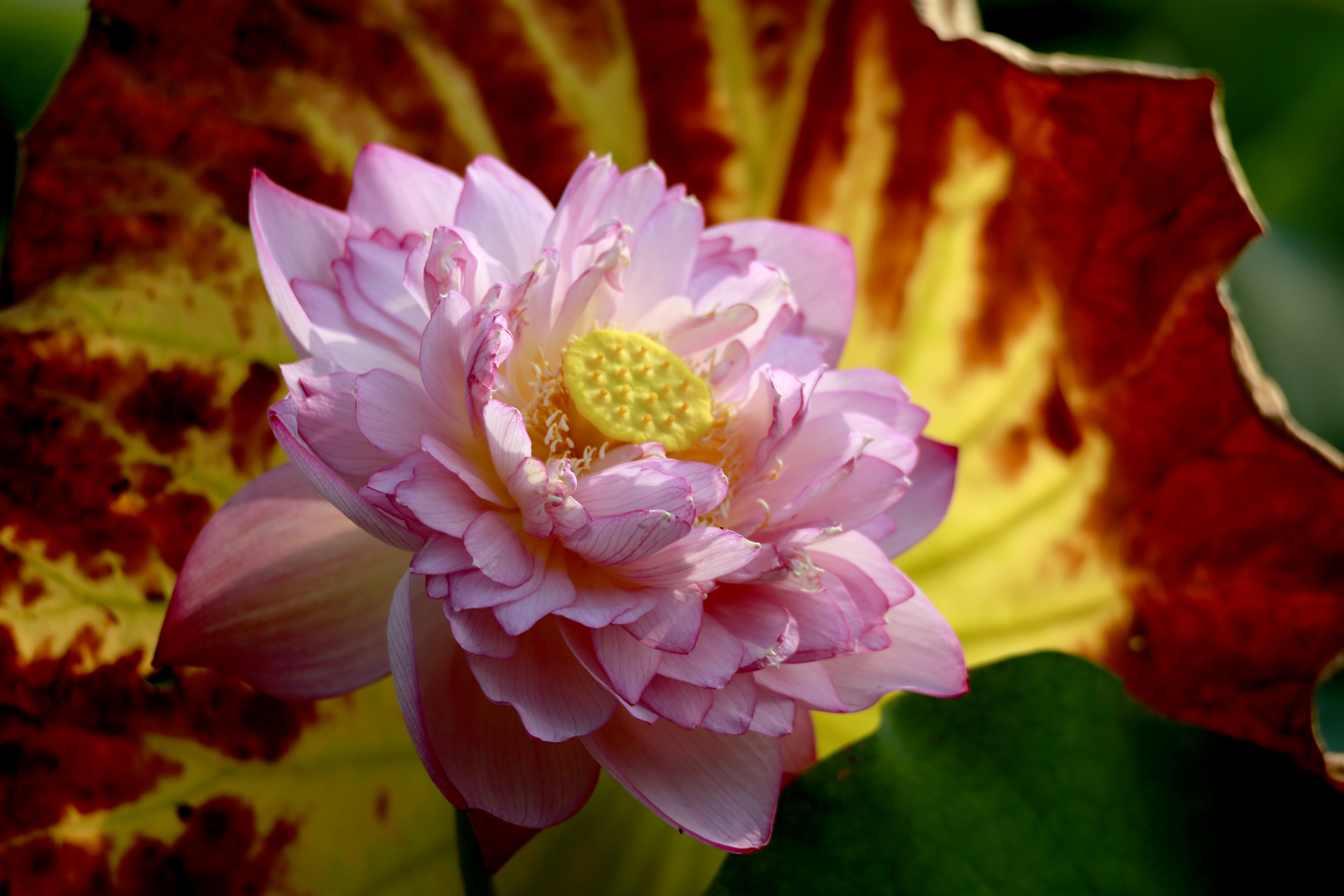 荷香沁沏金色秋