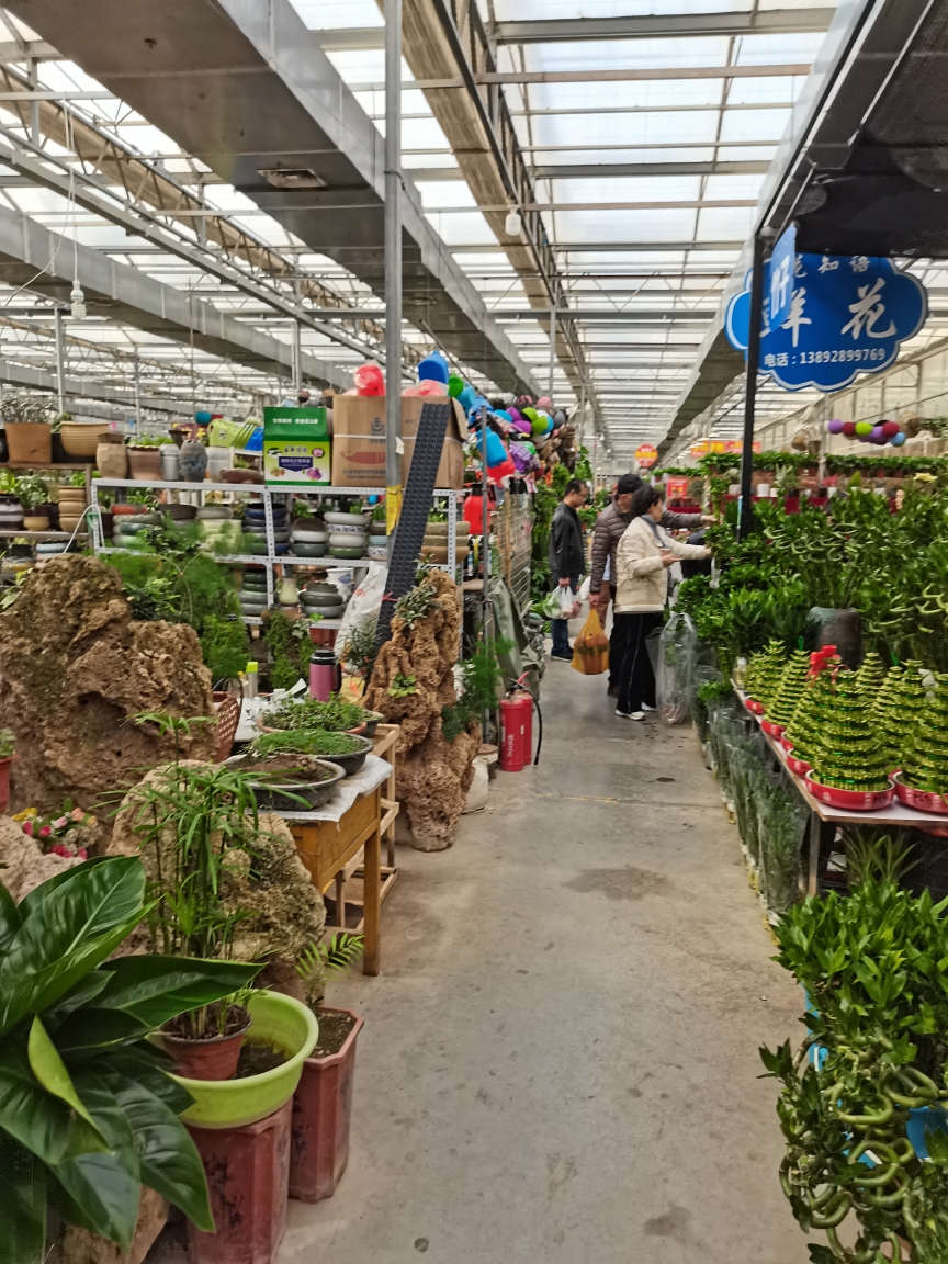 西安灞桥区花卉市场图片