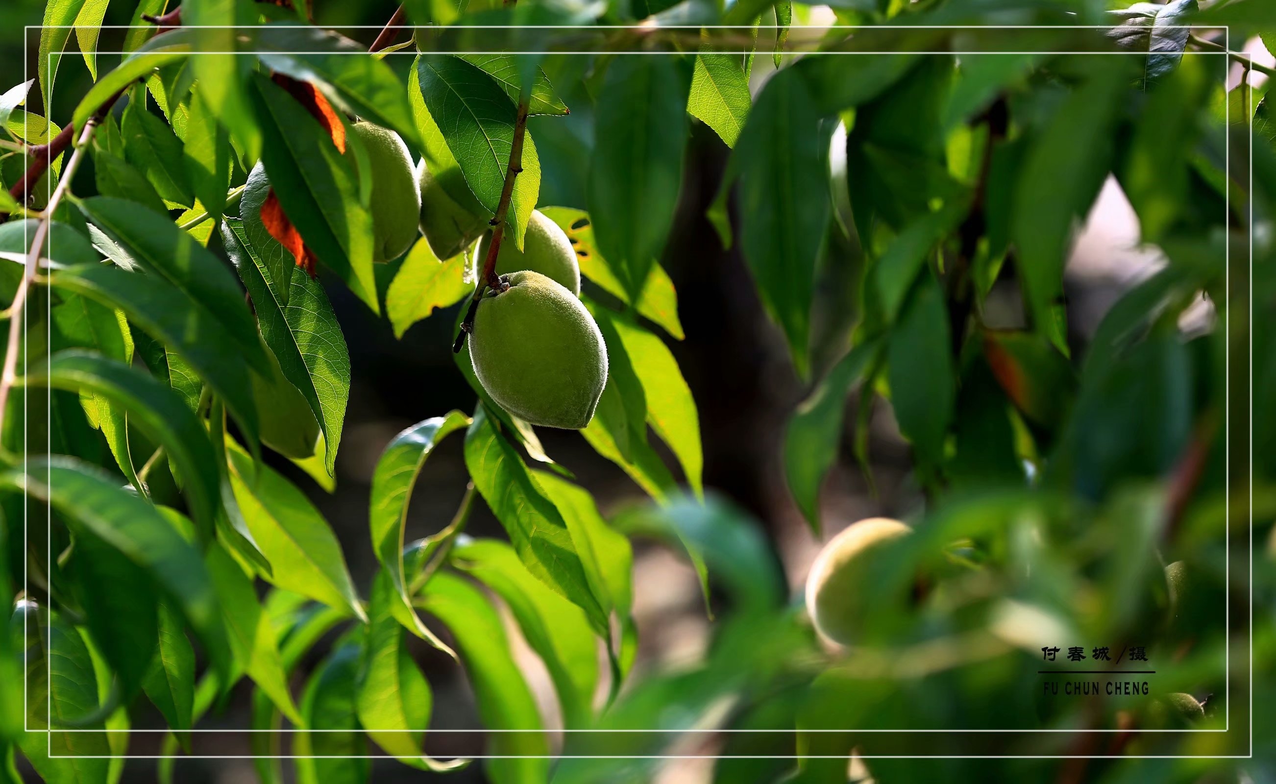(原创首发)黄桃要熟了