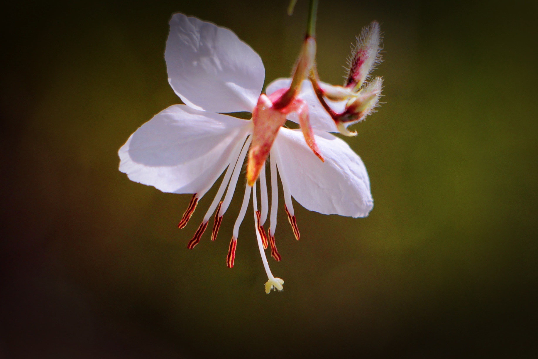 【首发】微拍白蝶花