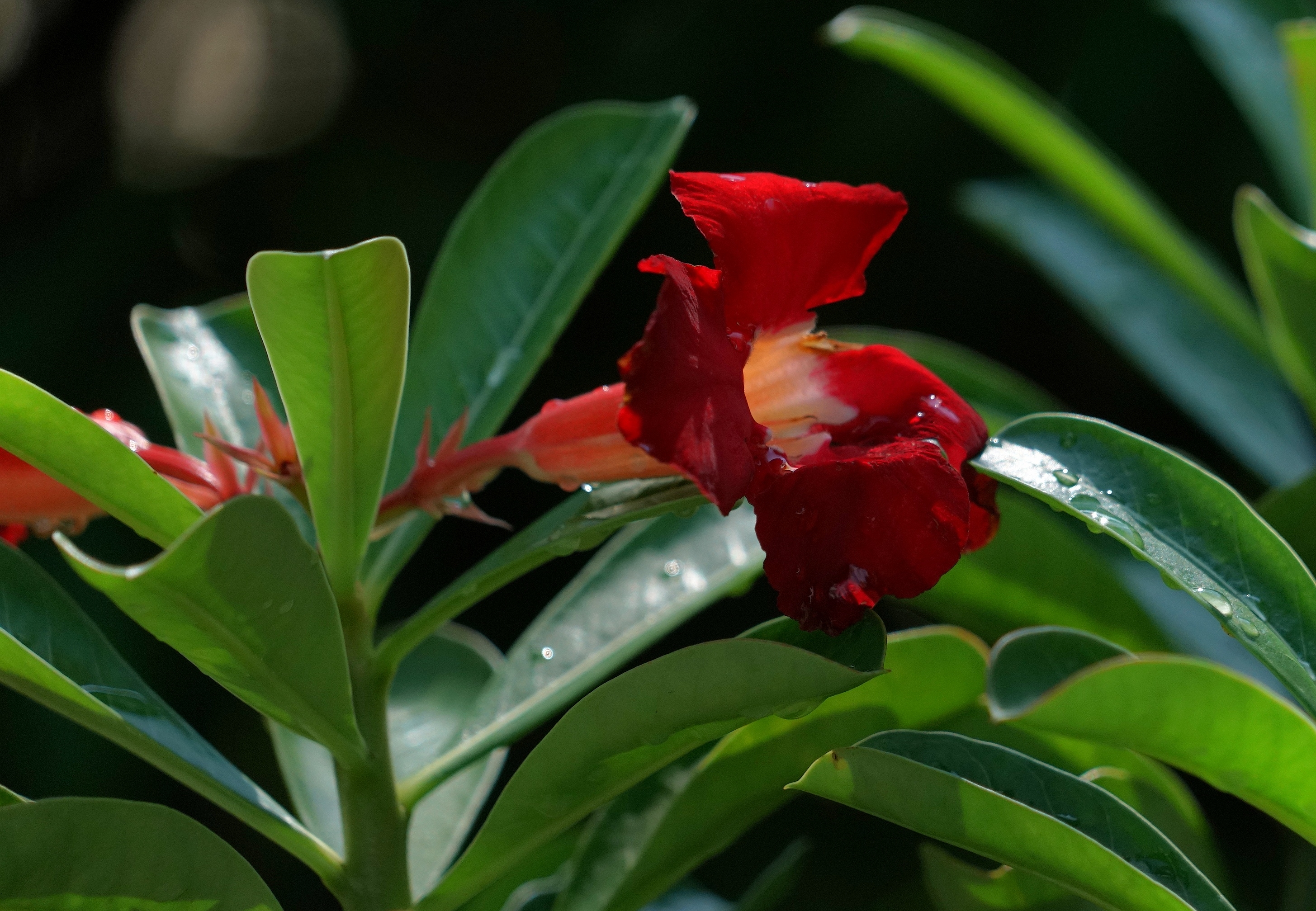 娇艳绚丽天宝花
