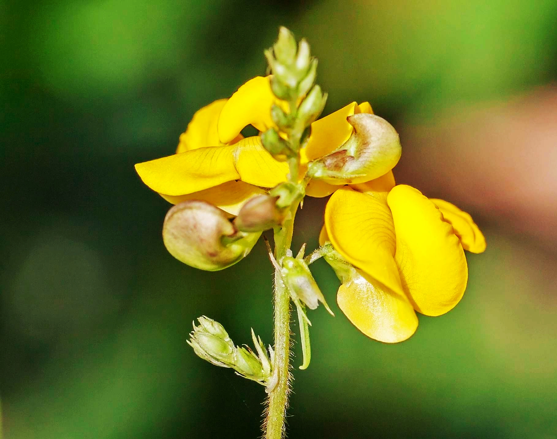 《首发》赤小豆花