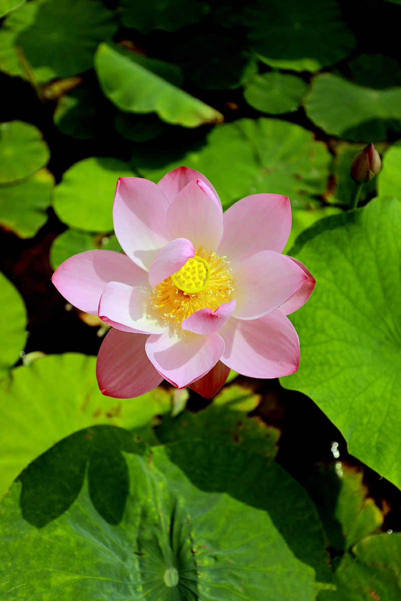 大连海事大学心海湖一一随拍