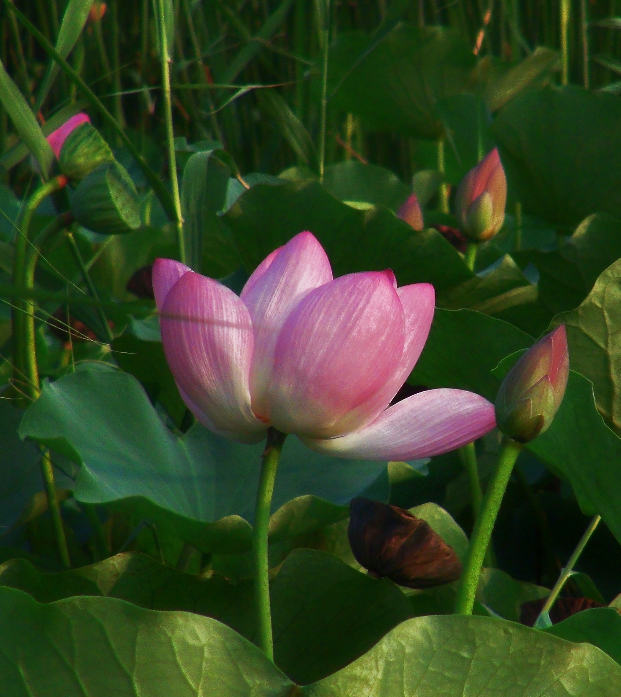 【原创首发】任由一抹荷香在生命中安放