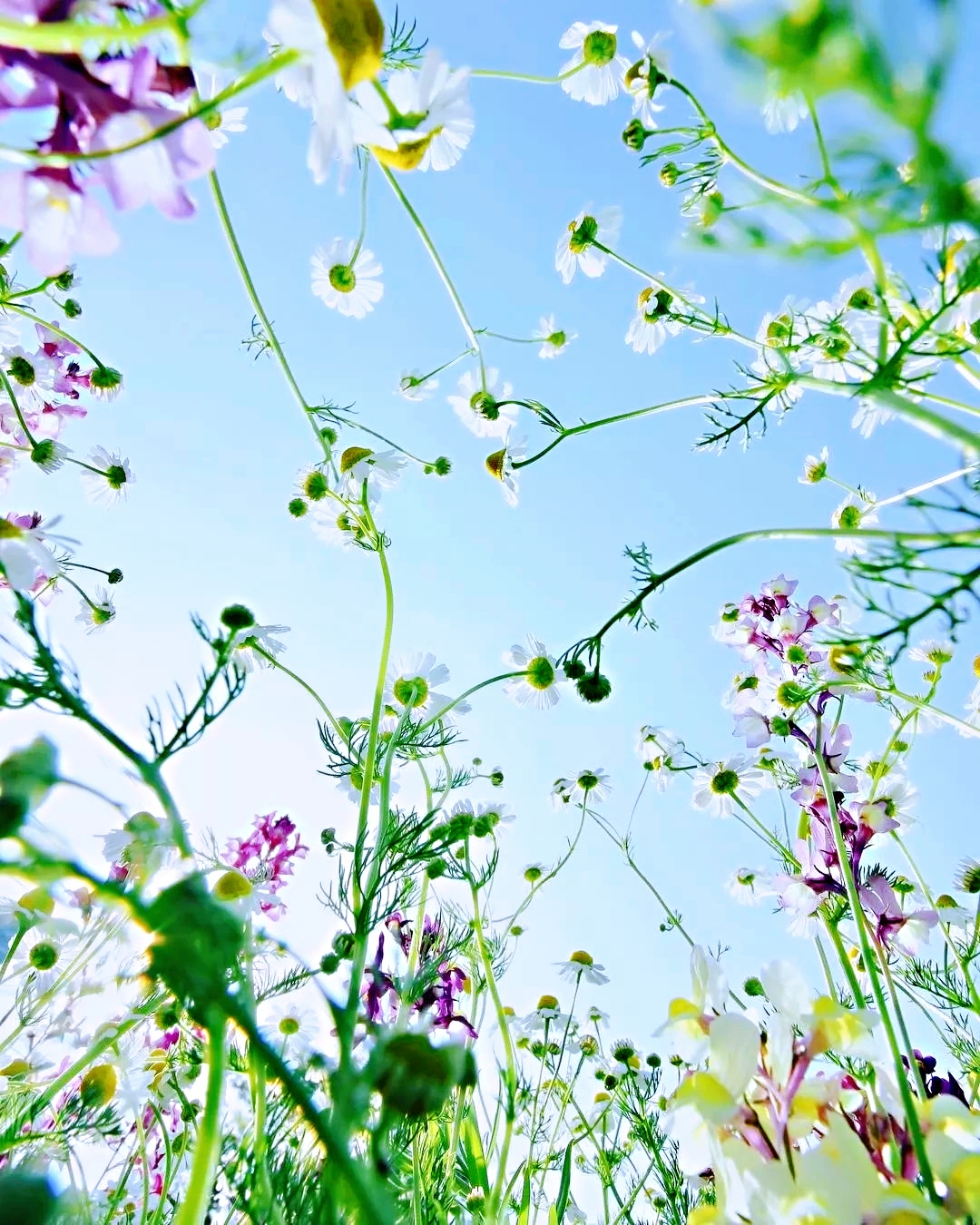 感受美好 ||《花開的聲音》