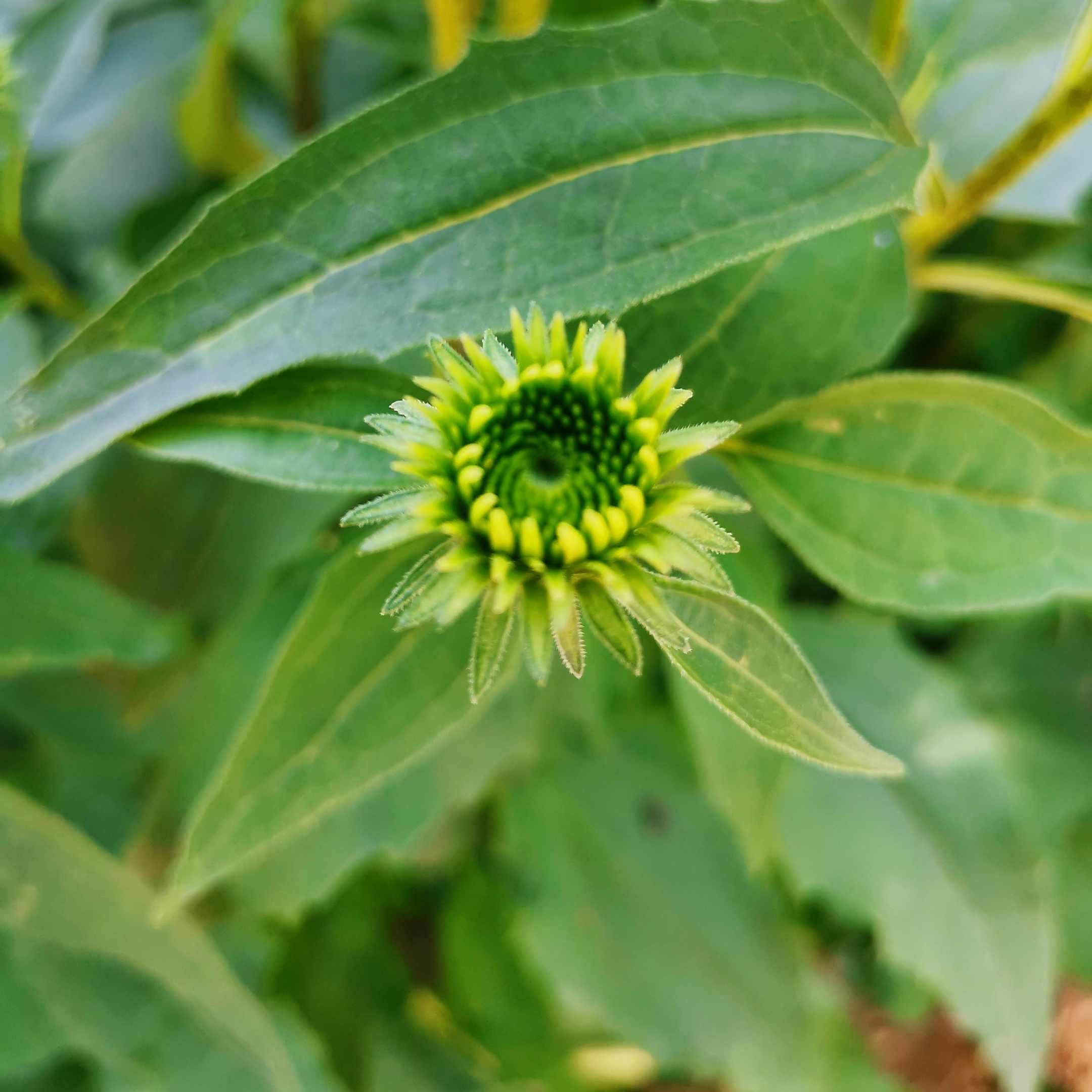 松果菊