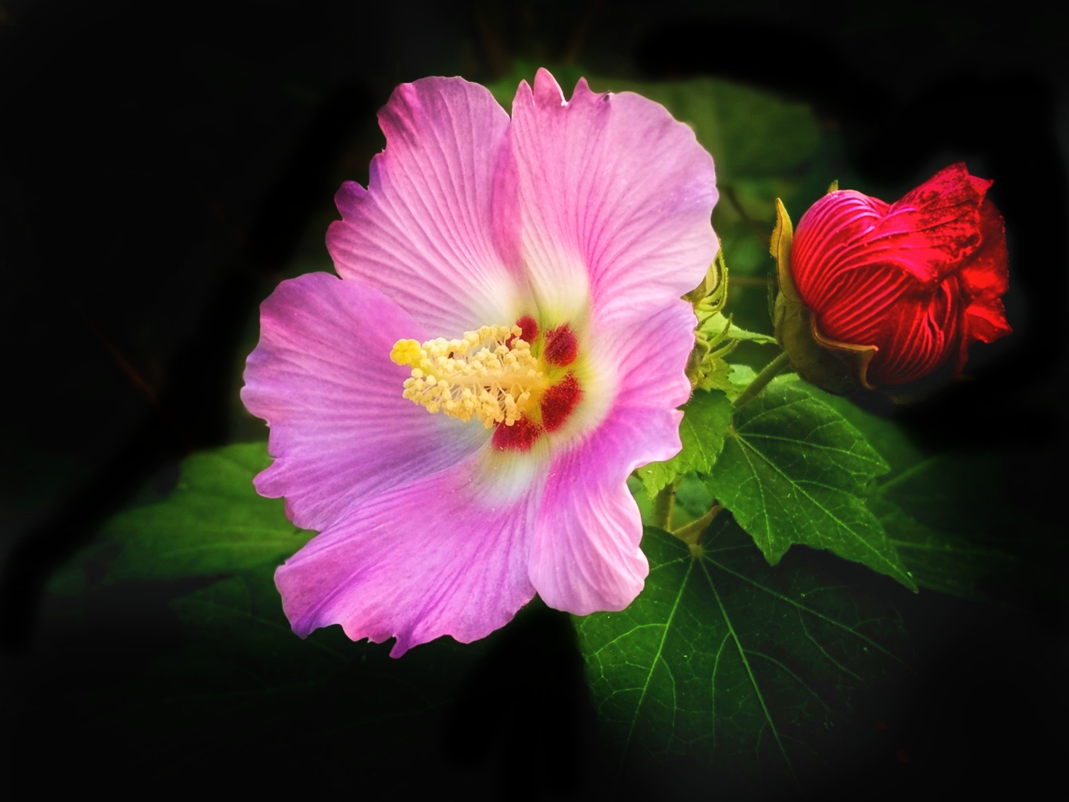 令人三醉芙蓉花【原创首发】