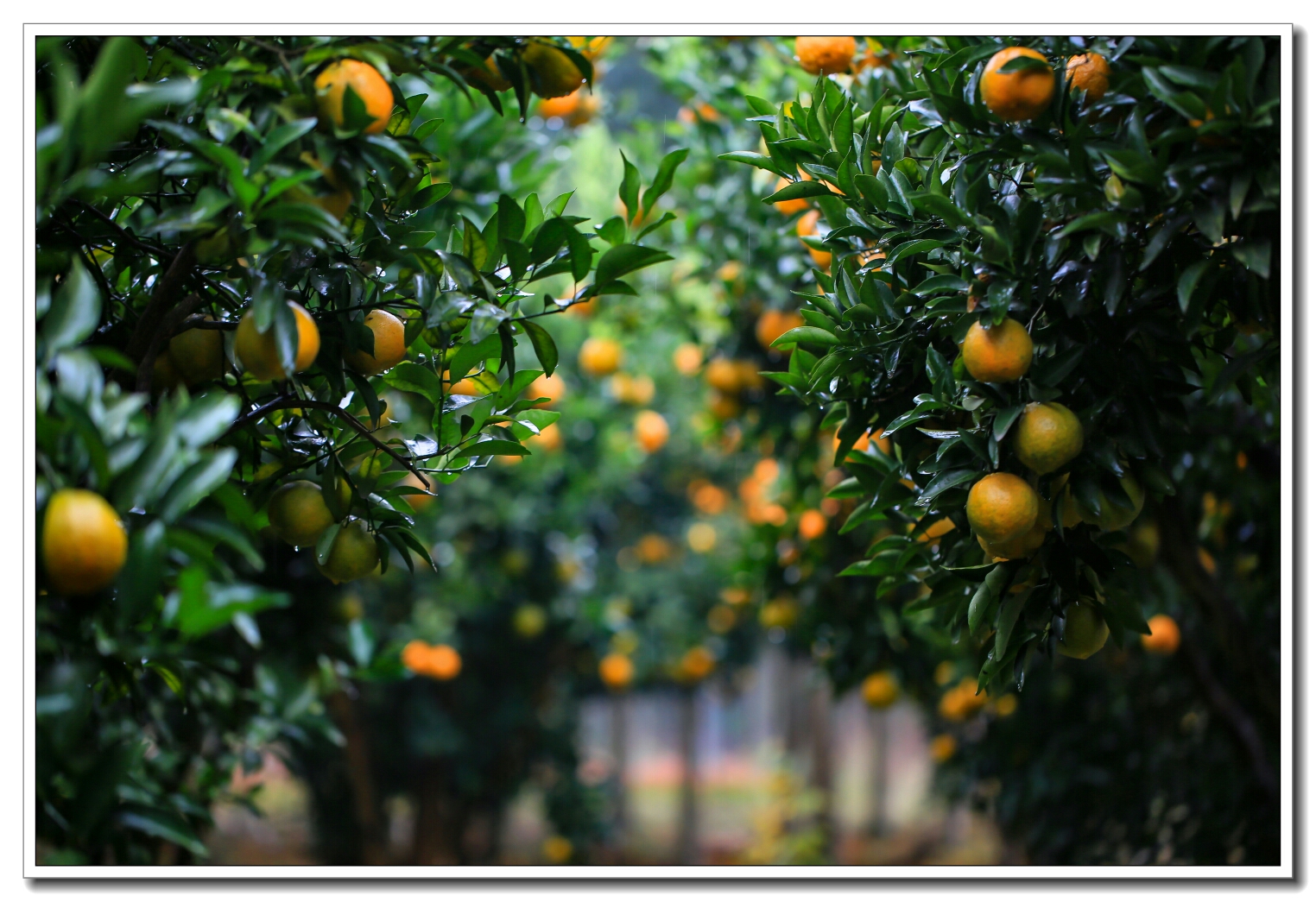 美丽罗埠雨中橘园