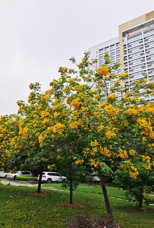 黃花決明,滿樹燦爛