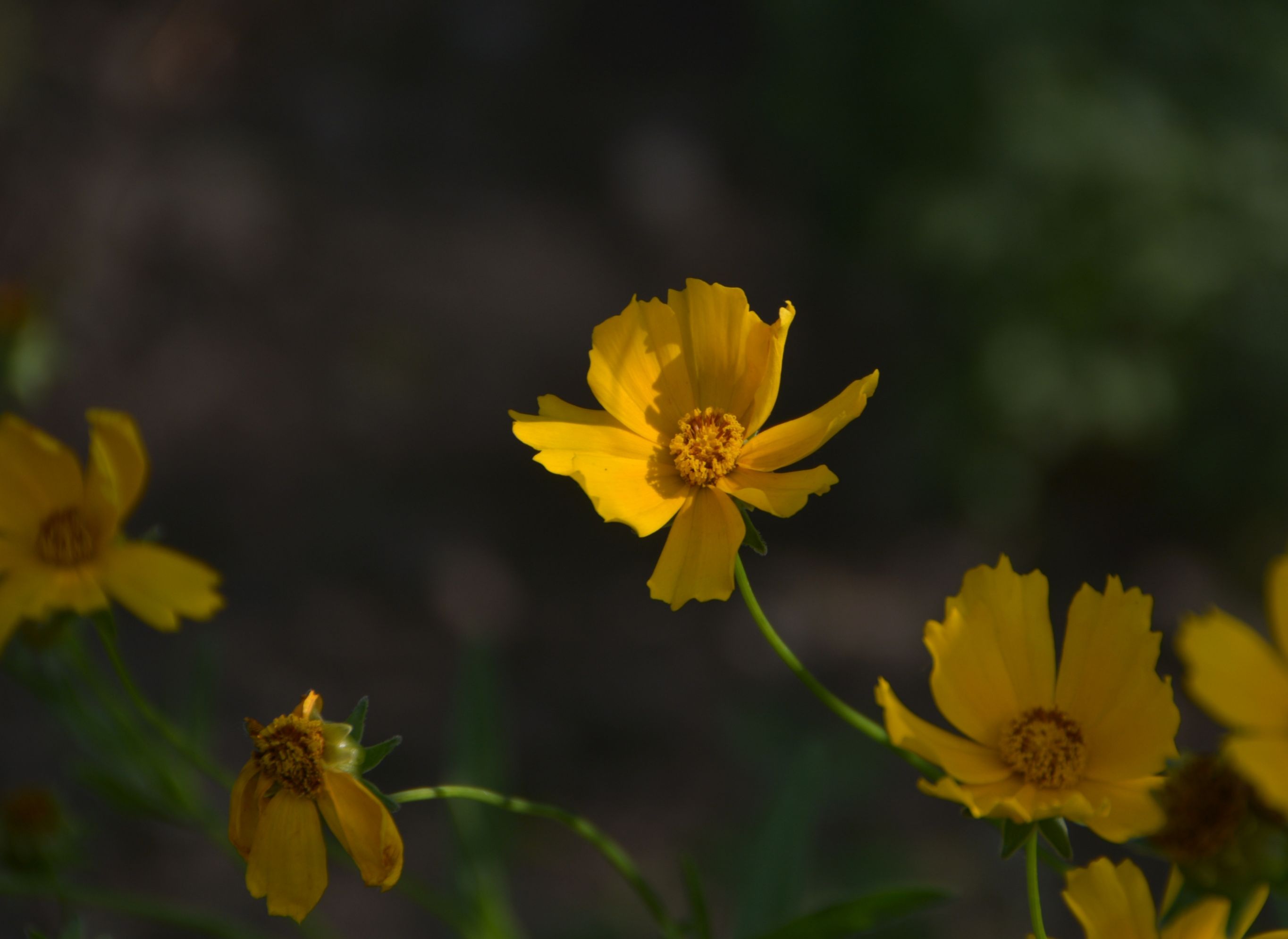 大金鸡菊(首发)