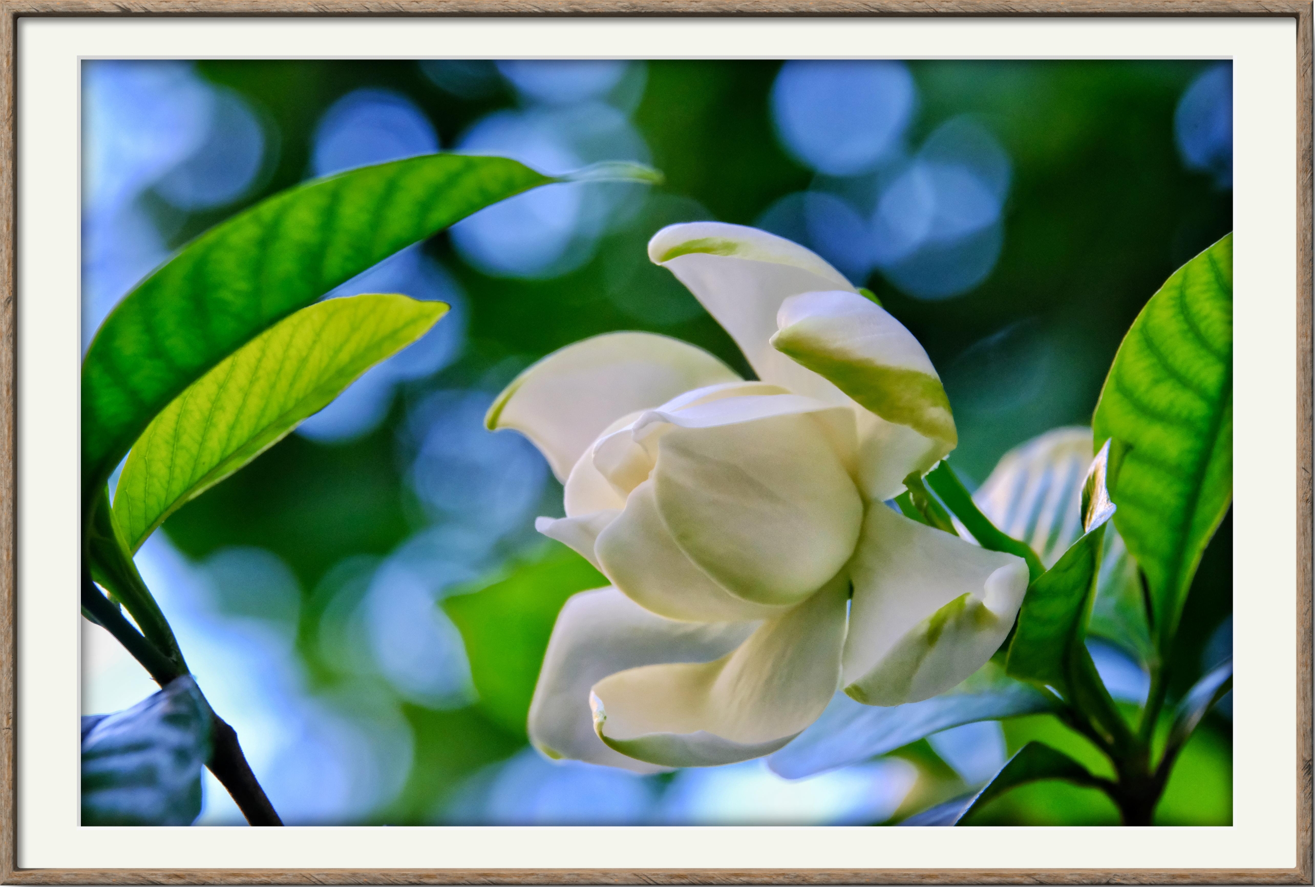 栀子花开(16)【vv首发】