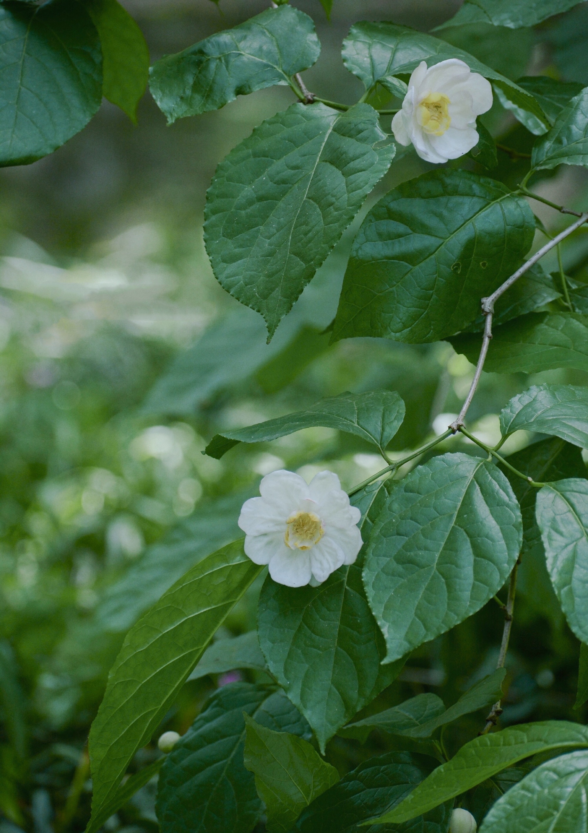 【首发】夏蜡梅