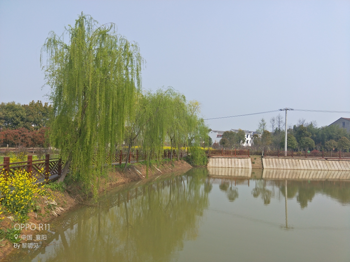 一号公路上的普陀堰和冢子湾水库各有一片"七彩油菜花",这是一号公路