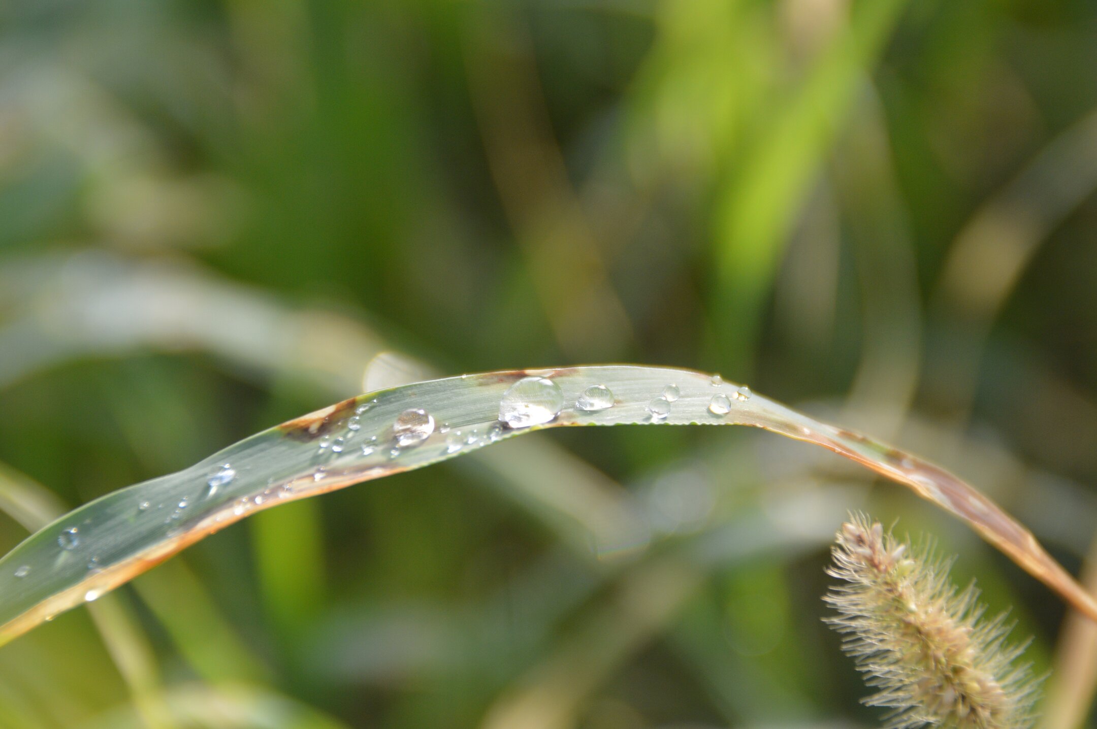 雨后清晨的露珠『首发』