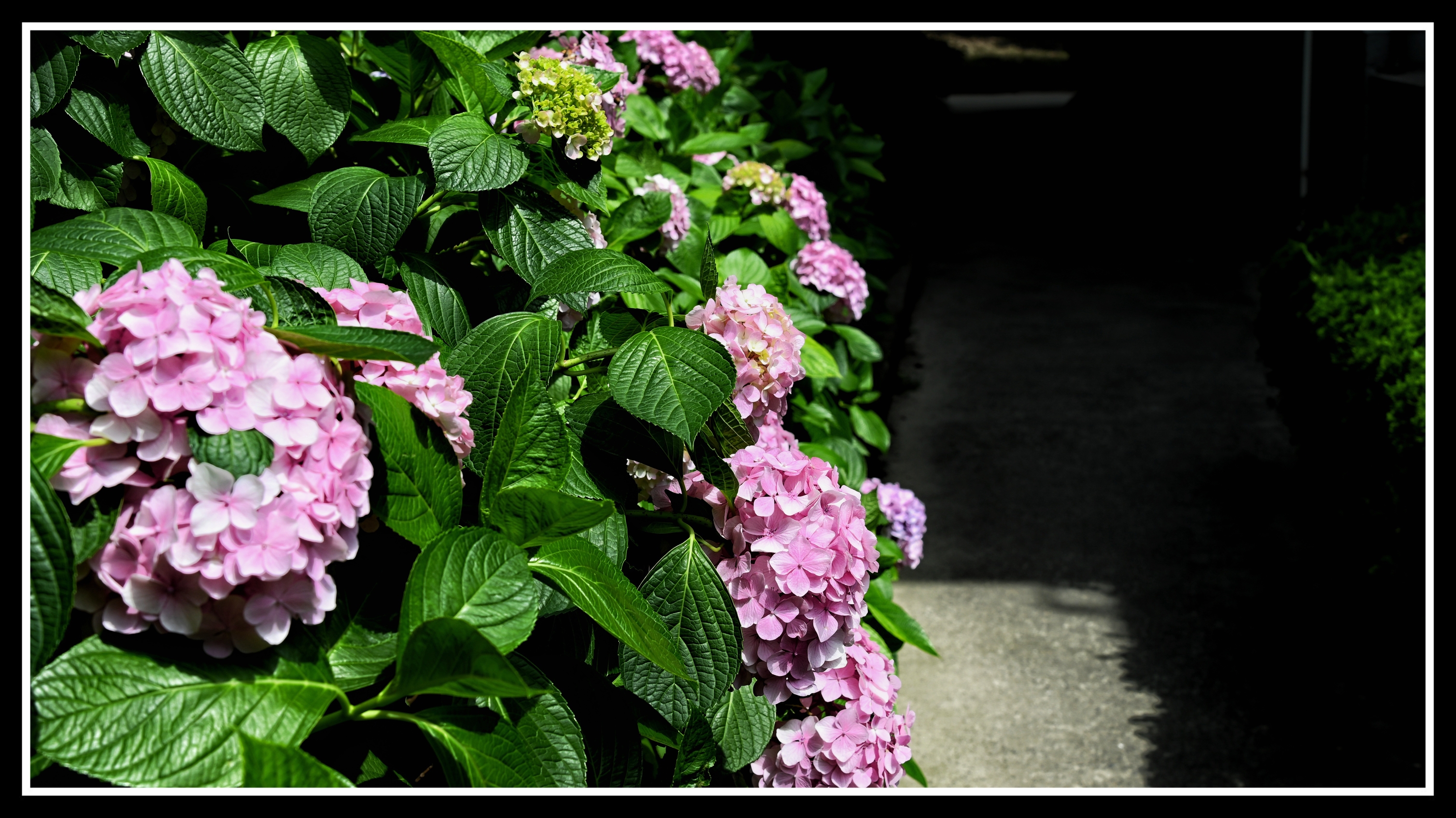 八仙绣球花《首发》