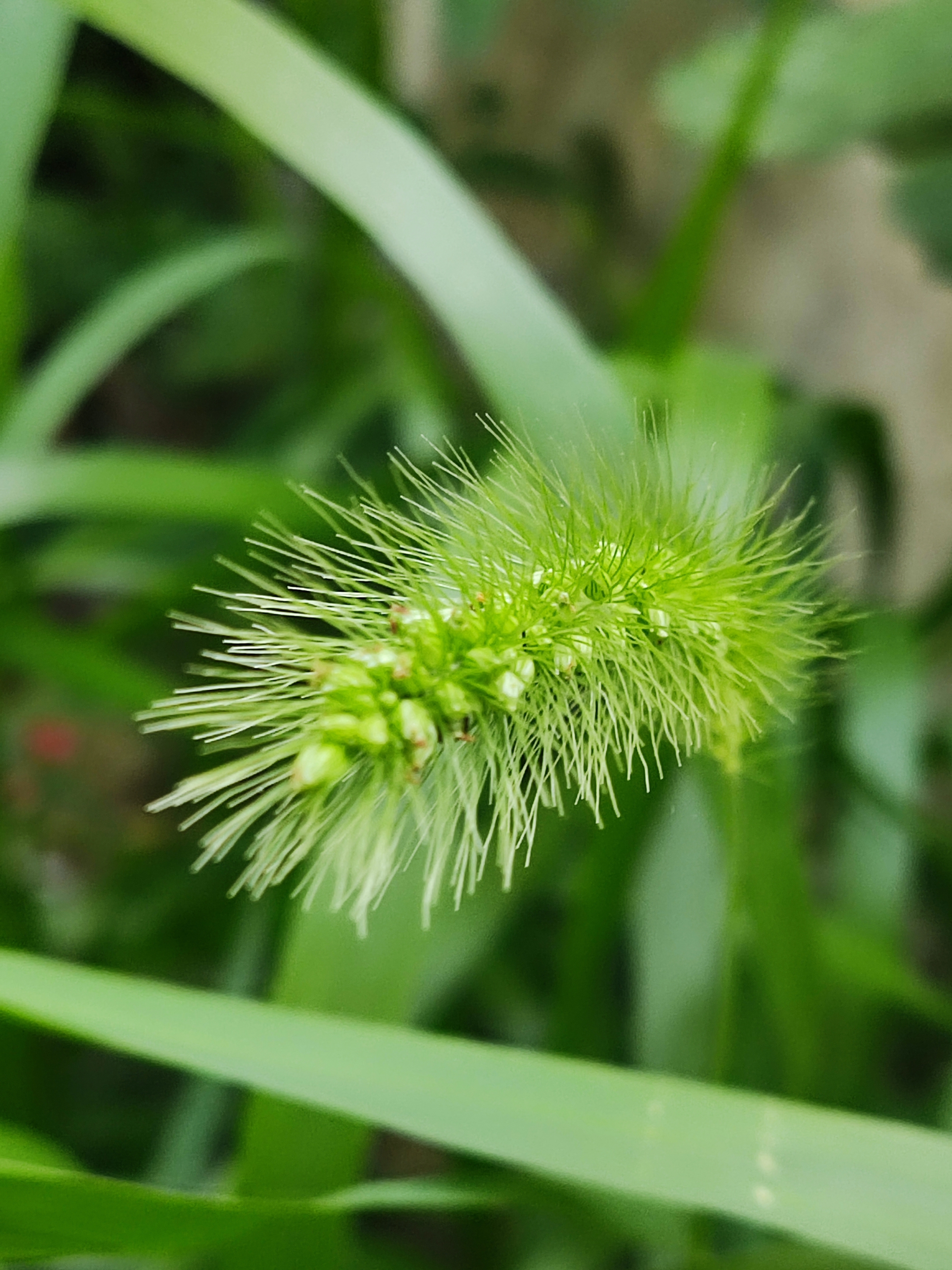 堅韌的狗尾草