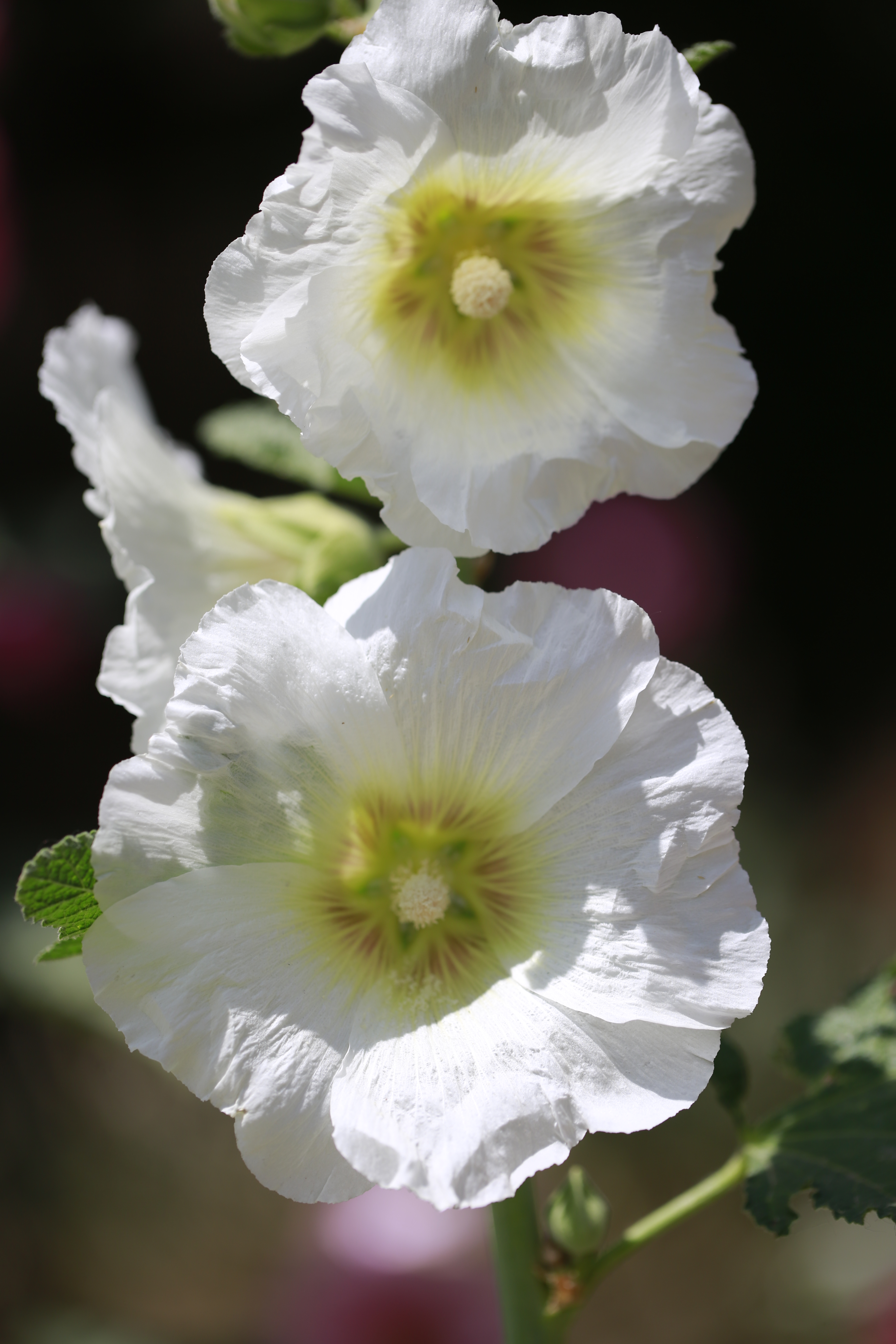 如今正是蜀葵时