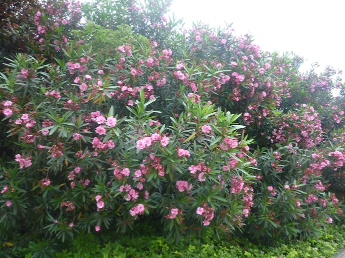 夹竹桃花(原创首发)