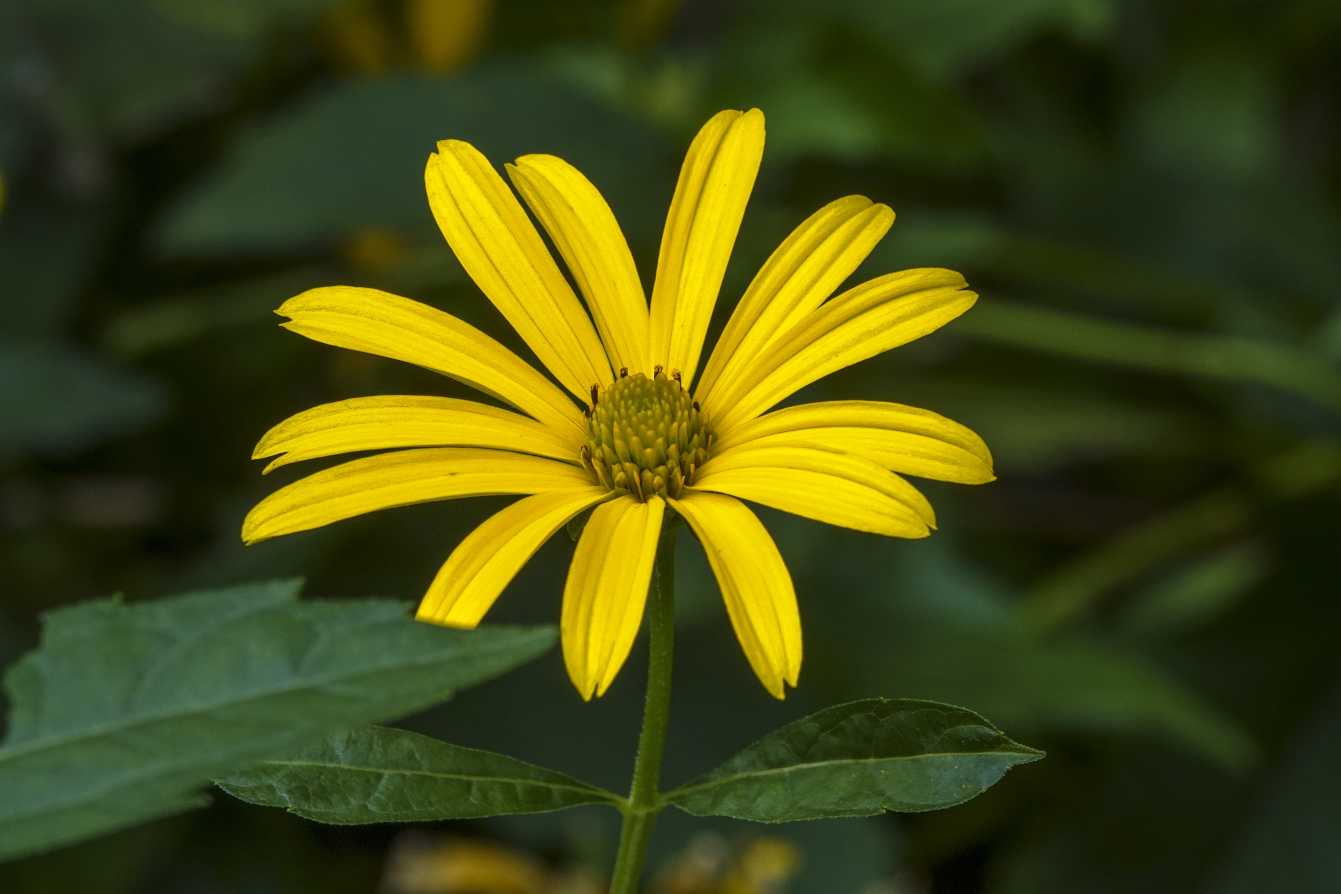 【首发】菊芋花