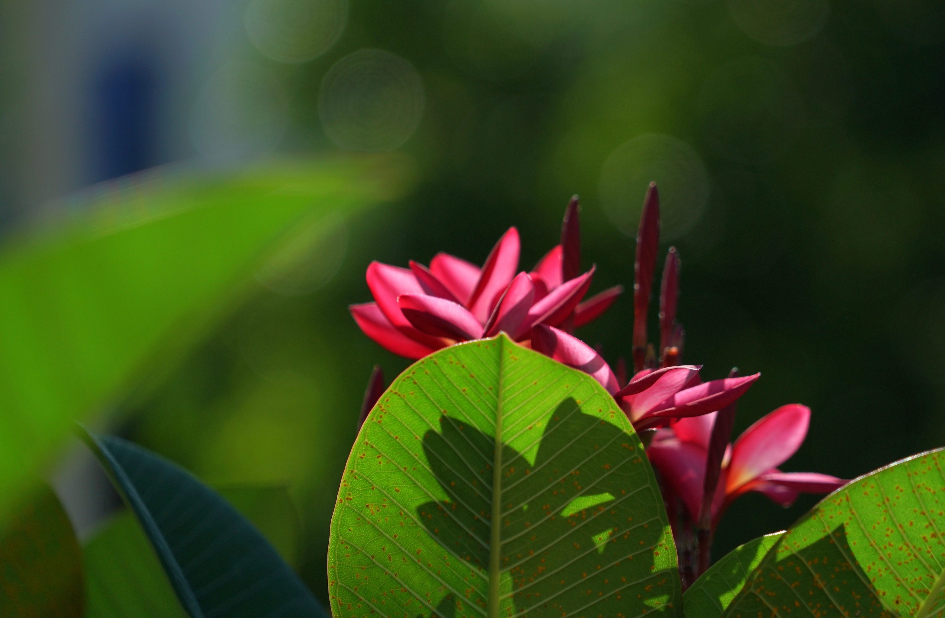 红花缅栀绽枝端