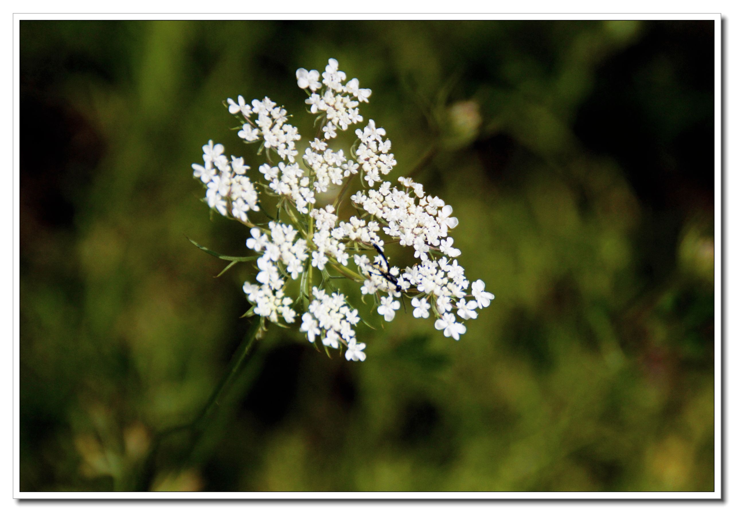 【首发】野萝卜花