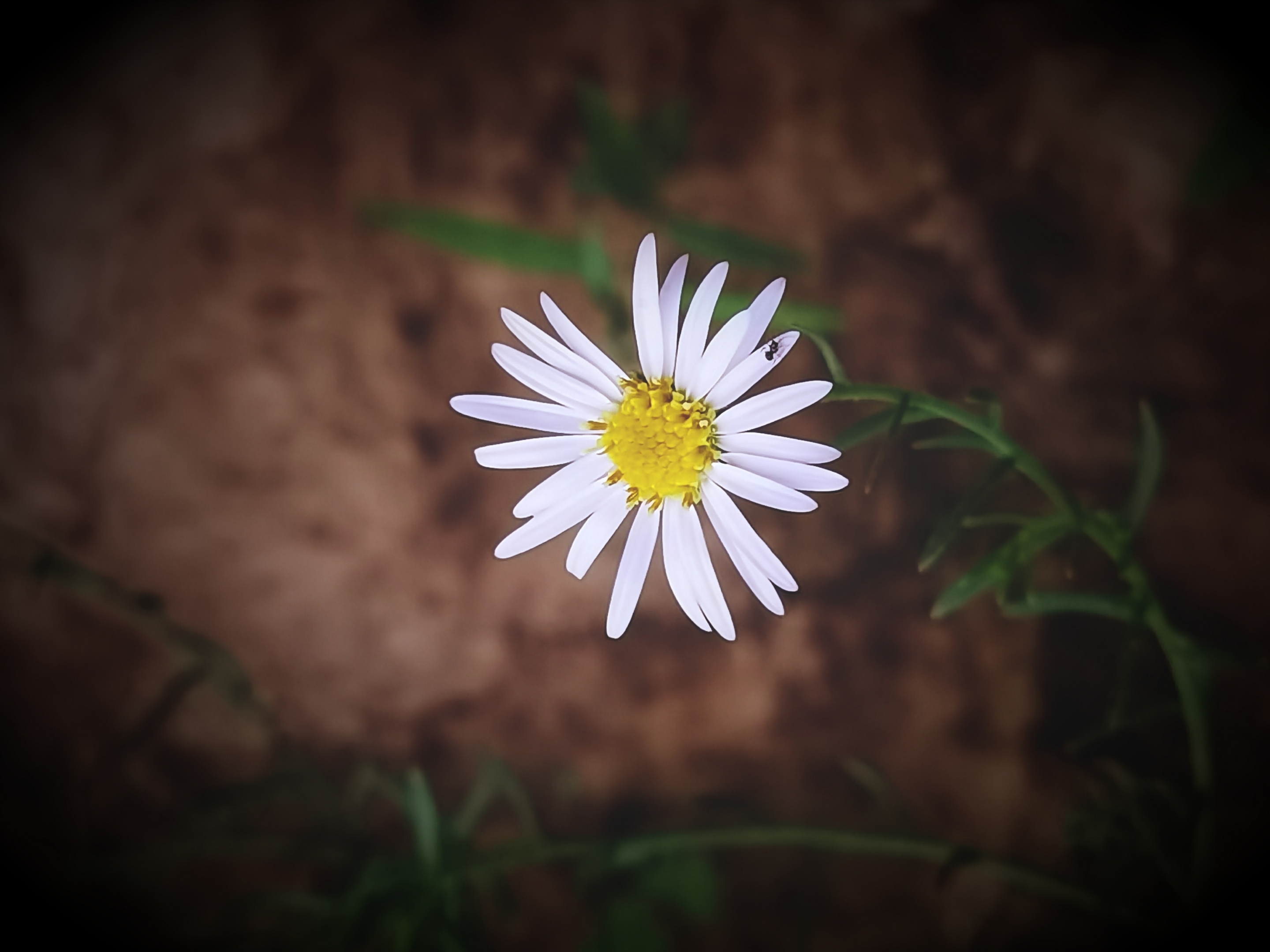 一朵小花『首发』