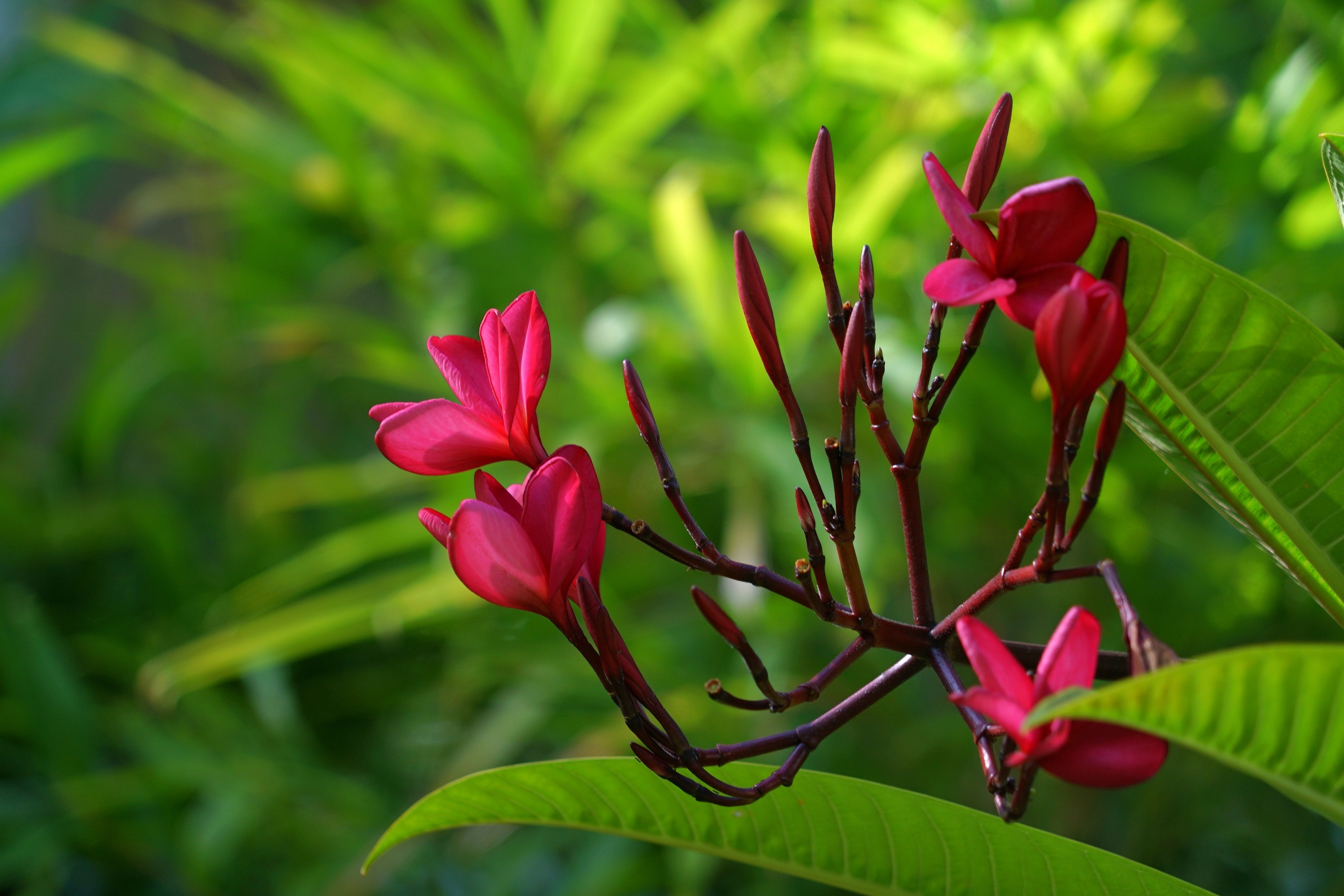 红花缅栀绽枝端