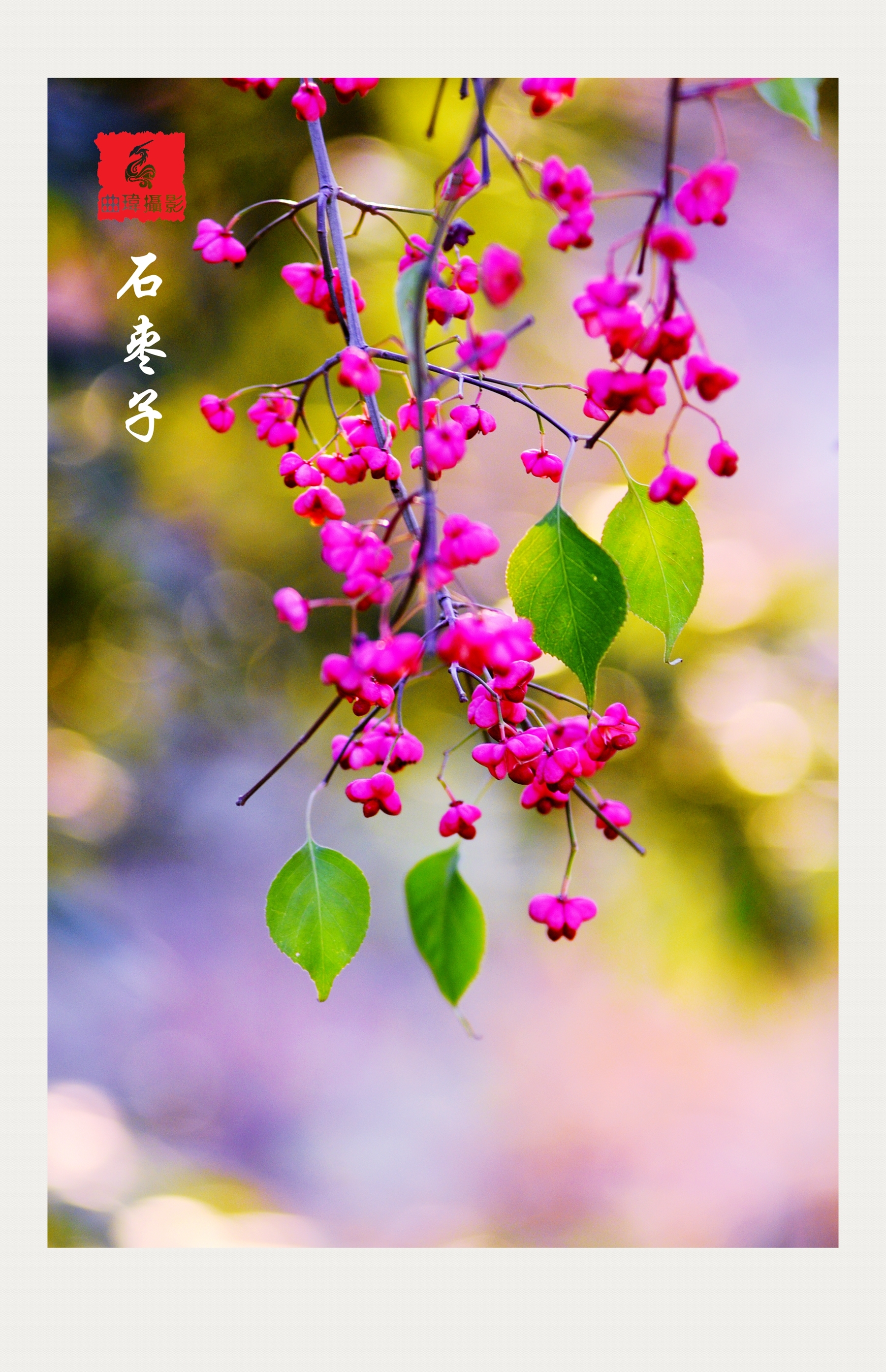 石枣子树图片