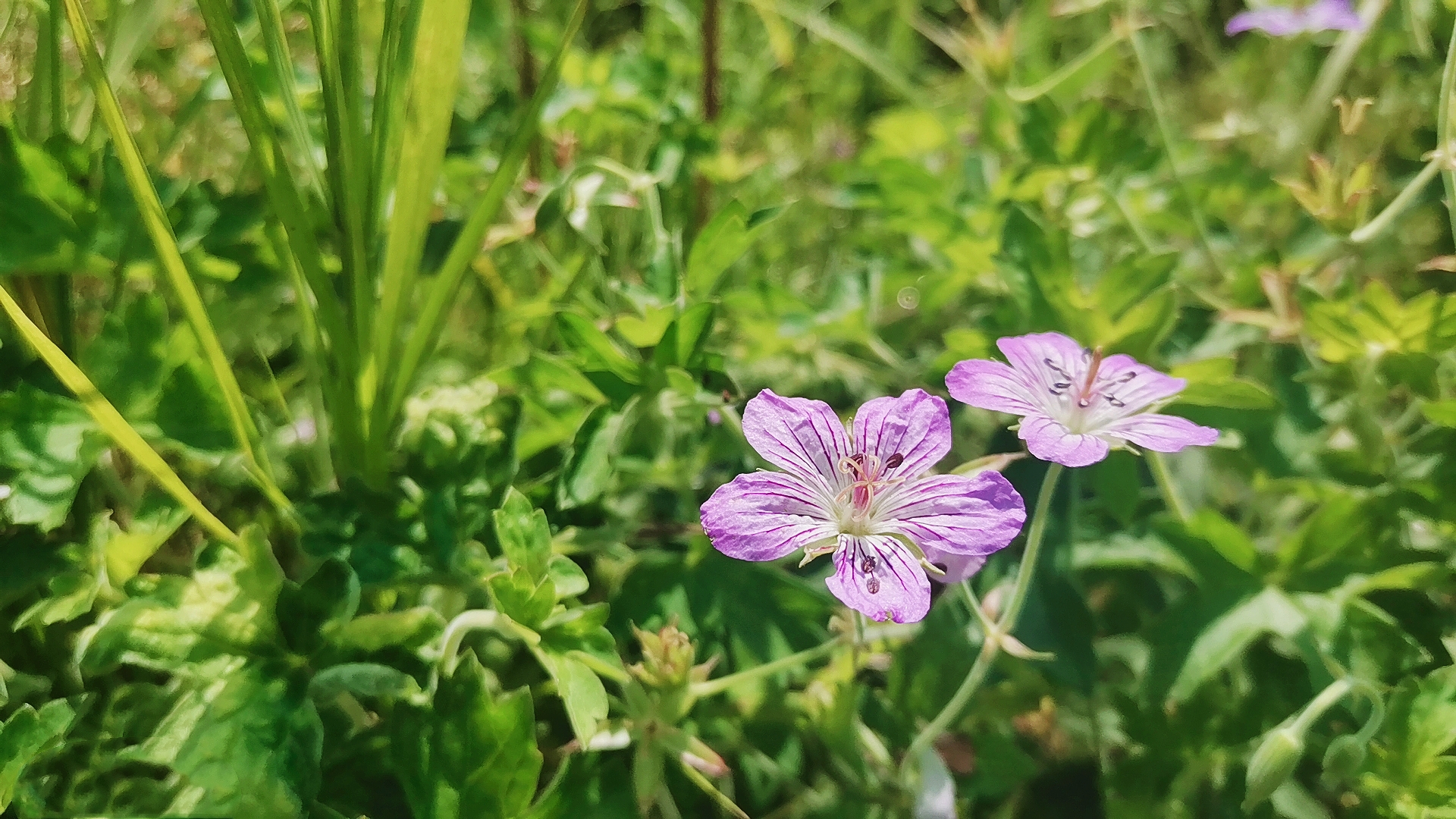 【原创首发】老鹳草