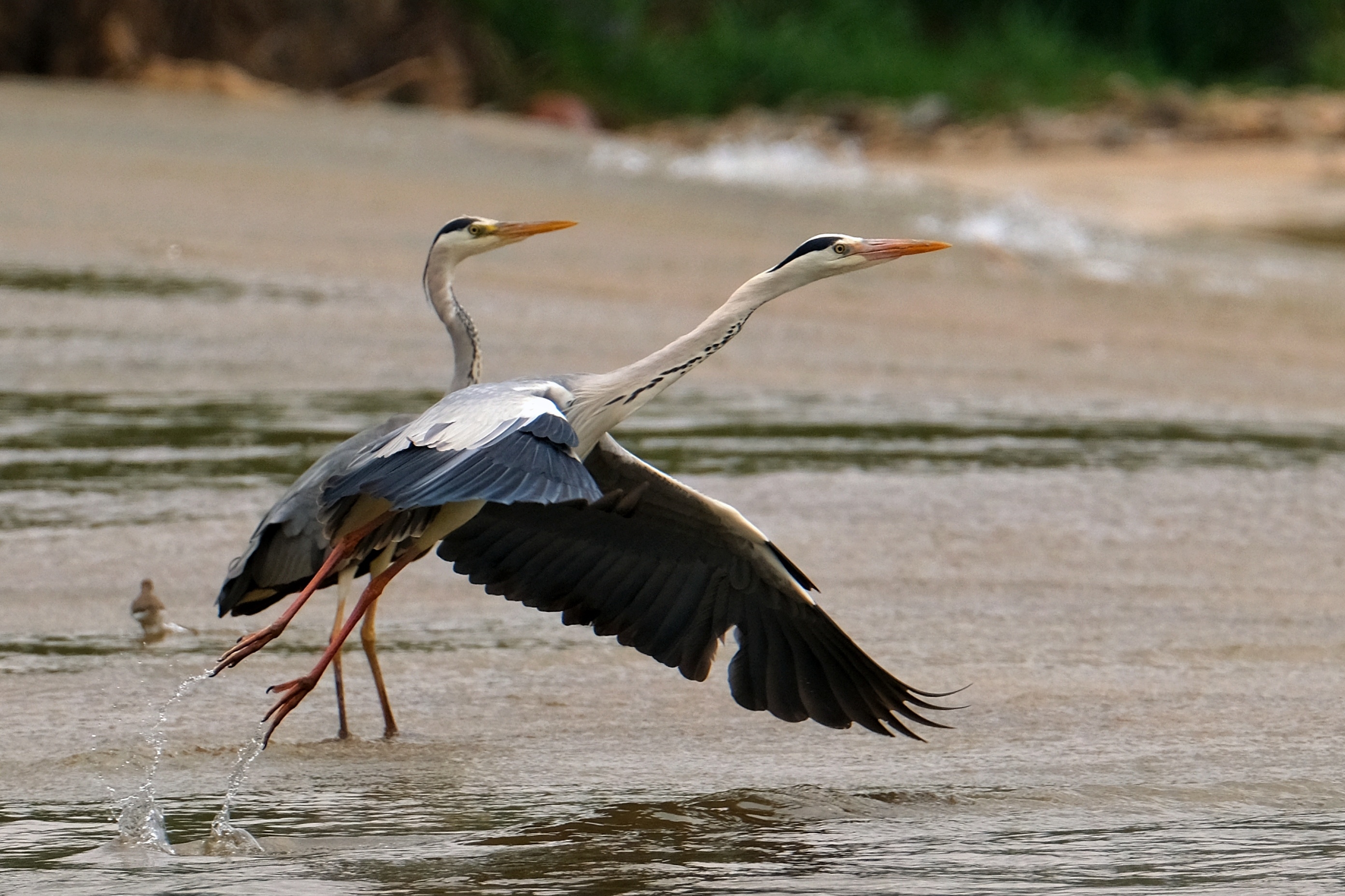 【首发】追光逐影拍苍鹭