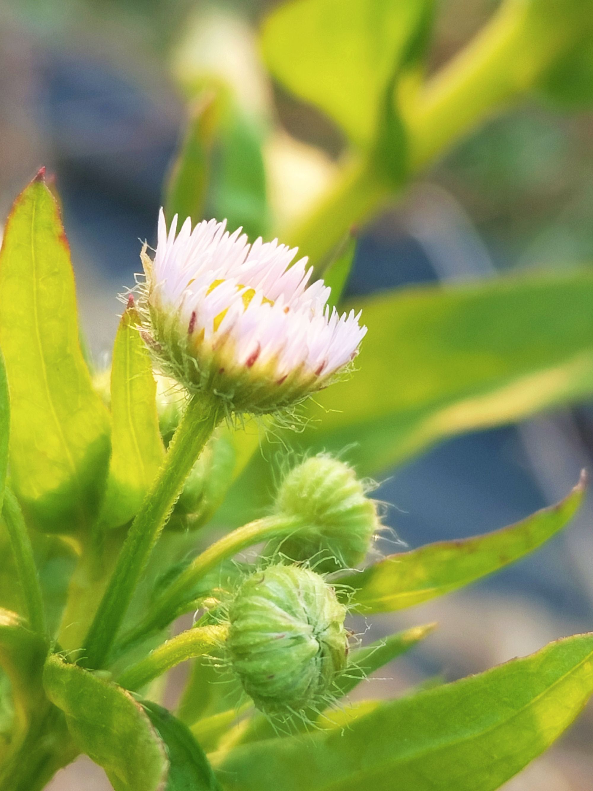 【摄影原创首发】一年蓬