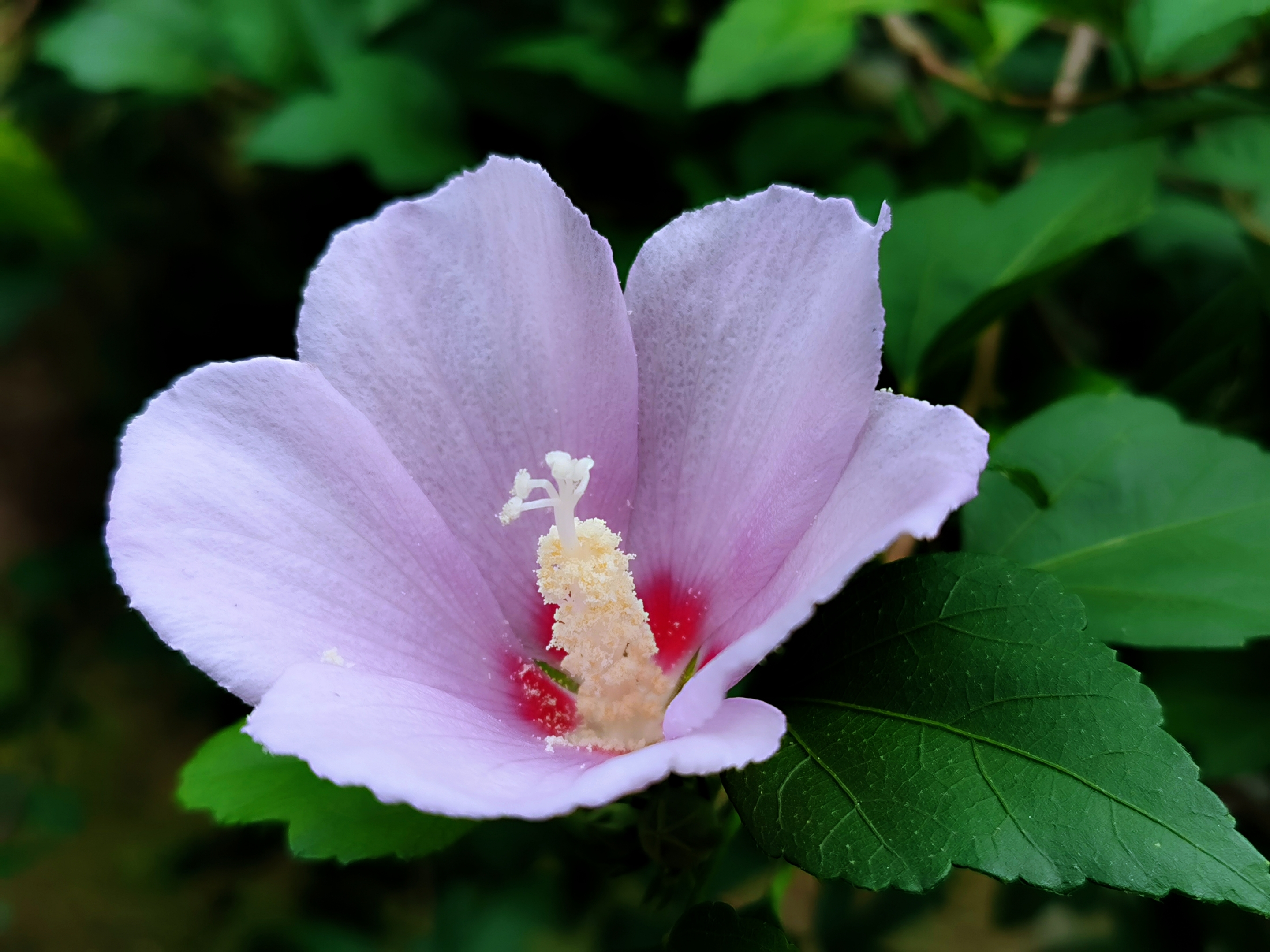 木槿花图片大全大图图片