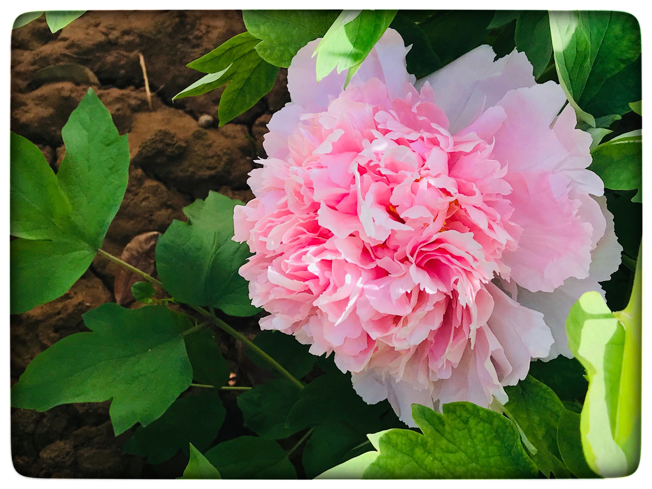 牡丹花大部分都藏在叶子下面,牡丹花不亏是花中之王,国色天香,香气