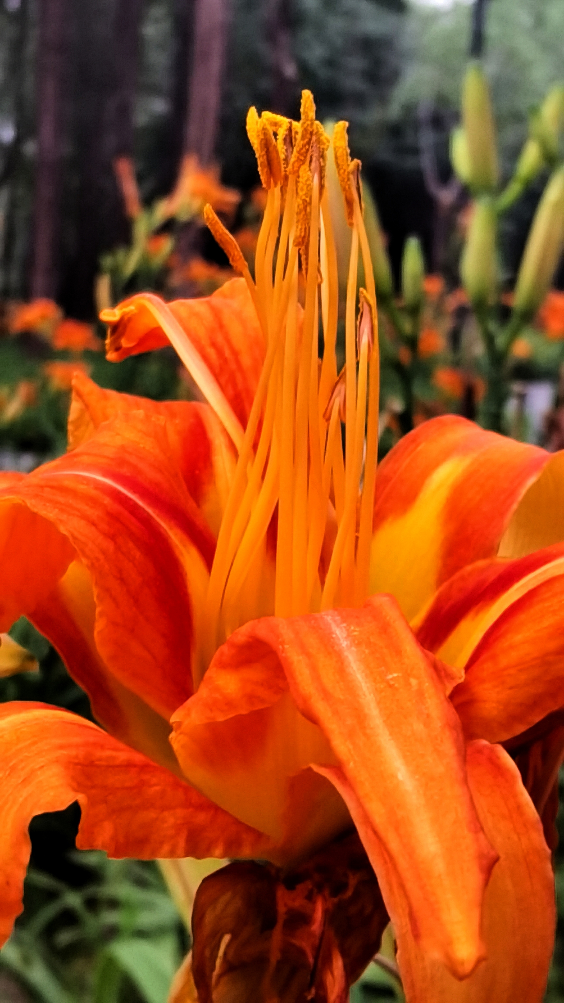 重瓣萱草的花蕊【首发】